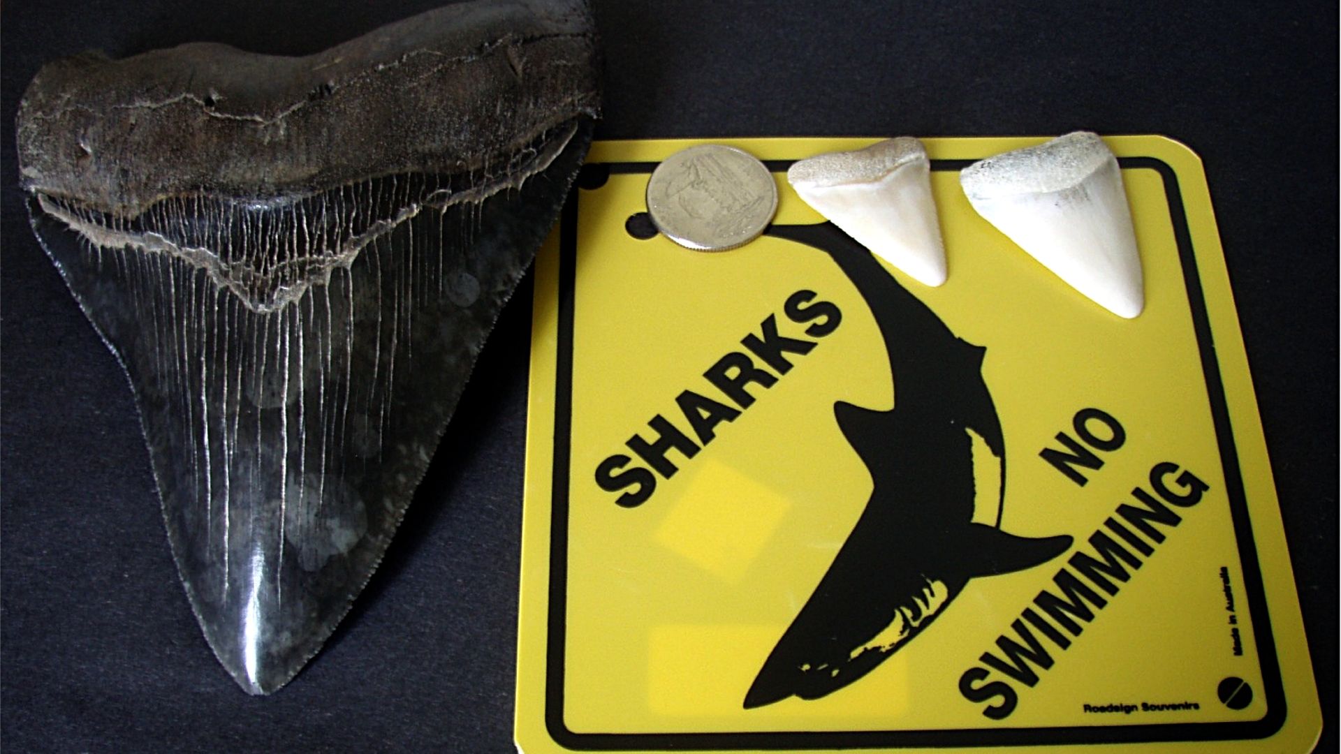 File:Megalodon tooth great white shark teeth.jpg
