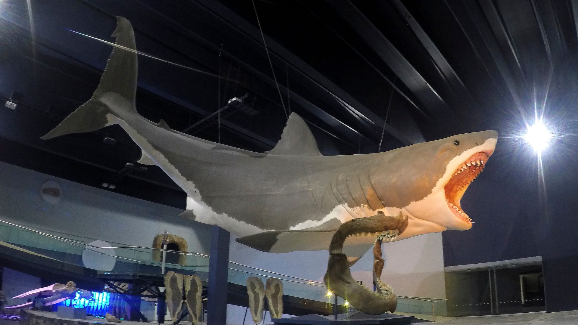 File:2016 megalodon.jpg