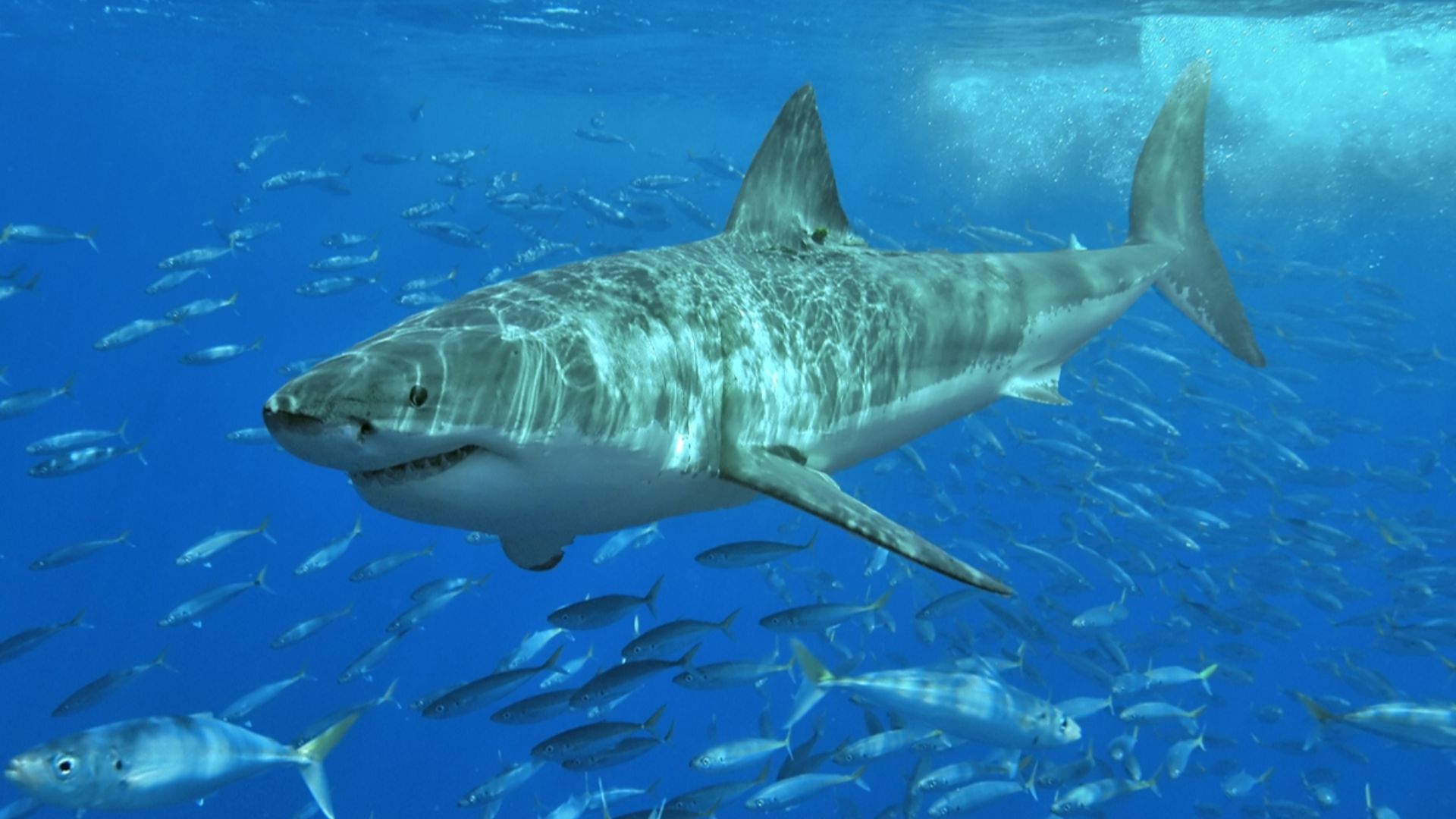 File:White shark.jpg