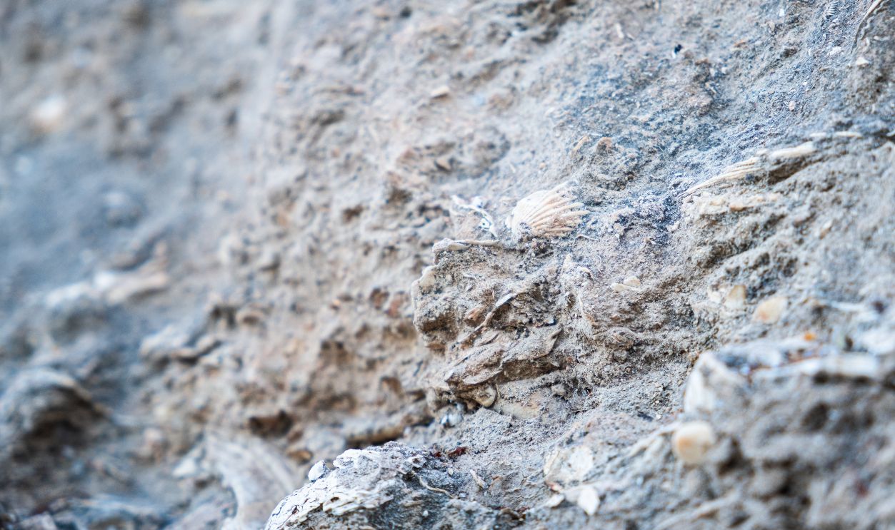 Geological remains of the old sea floor in the limestone rock cliffs of the Malaga region with more than three million years, in Spain. There are animal shells fossilized