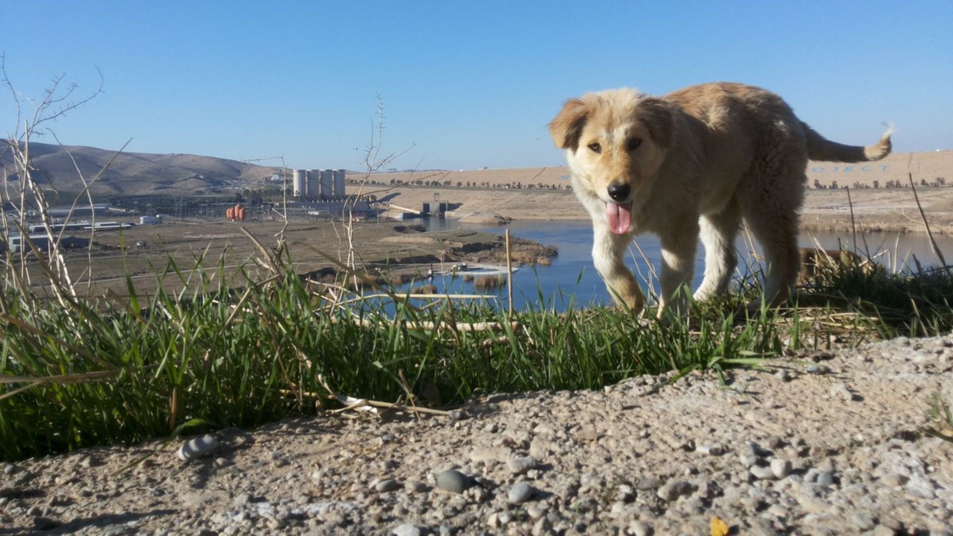 File:Dog at Mossul Dam.jpg