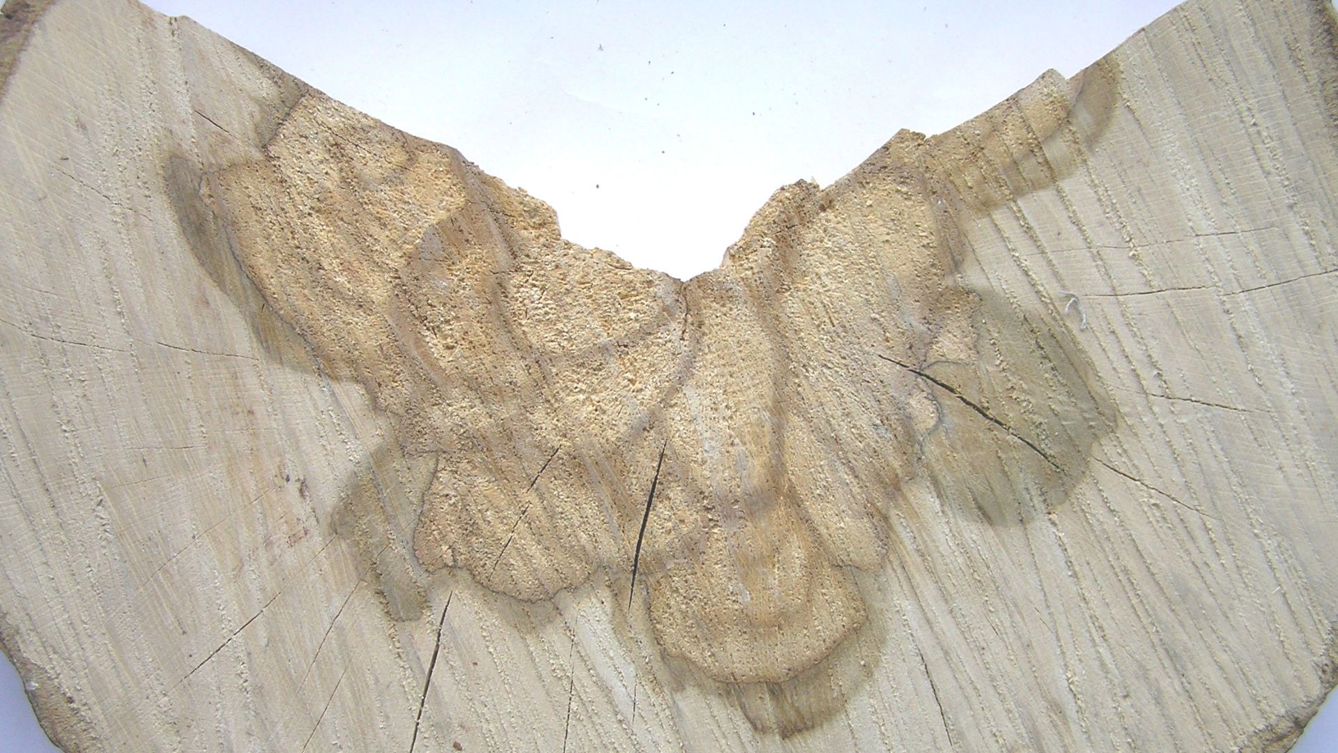 File:Carpinus betulus1 cross beentree.jpg