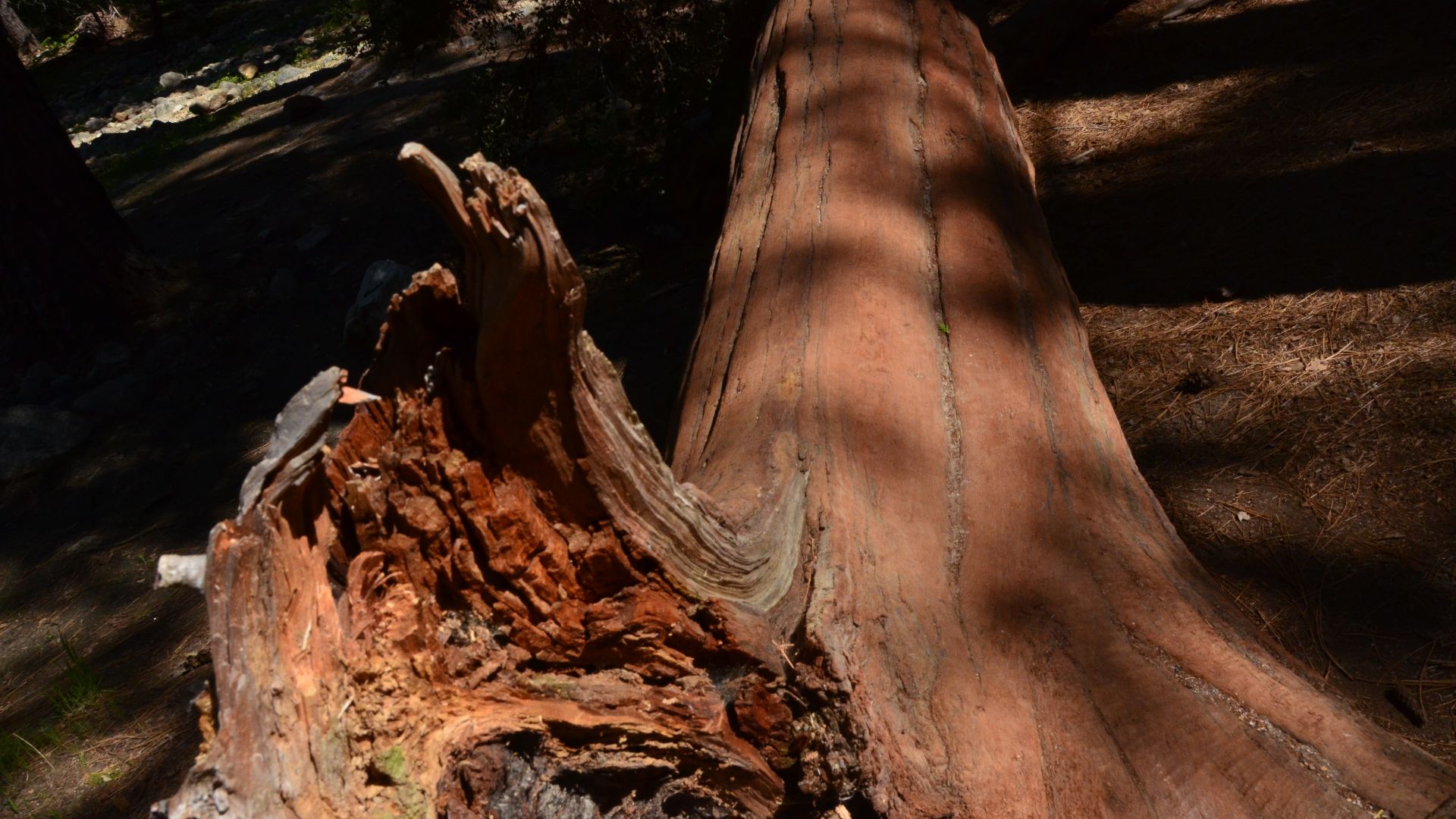 File:Red oak trees in national park of yosemite.jpg