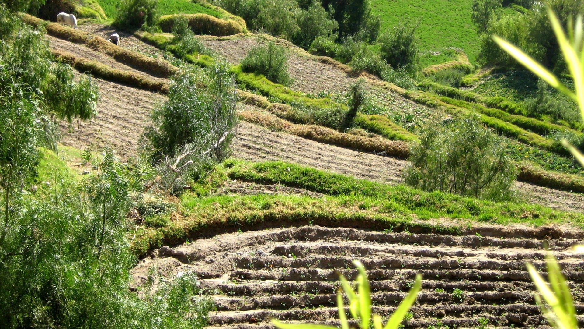 File:Peru terrace farming.JPG