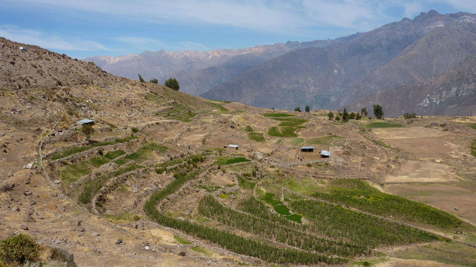 File:Agricultural terraces, Cabanaconde, Peru.jpg