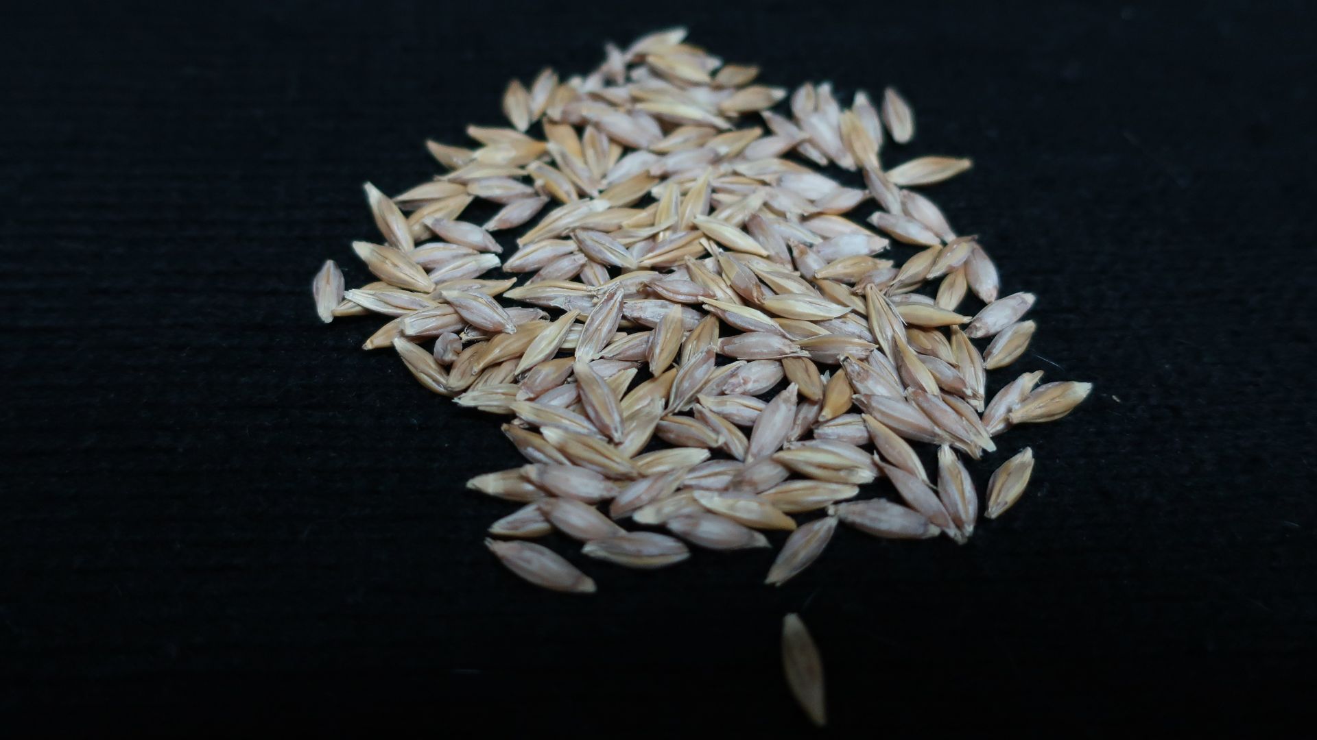 File:Wild barley grains.jpg