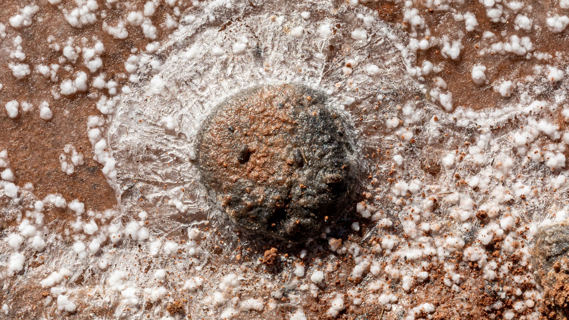 File:Antigua (Fuerteventura, Spain), Museo de las Salinas del Carmen, Kristallisierungsbecken -- 2025 -- 7231.jpg