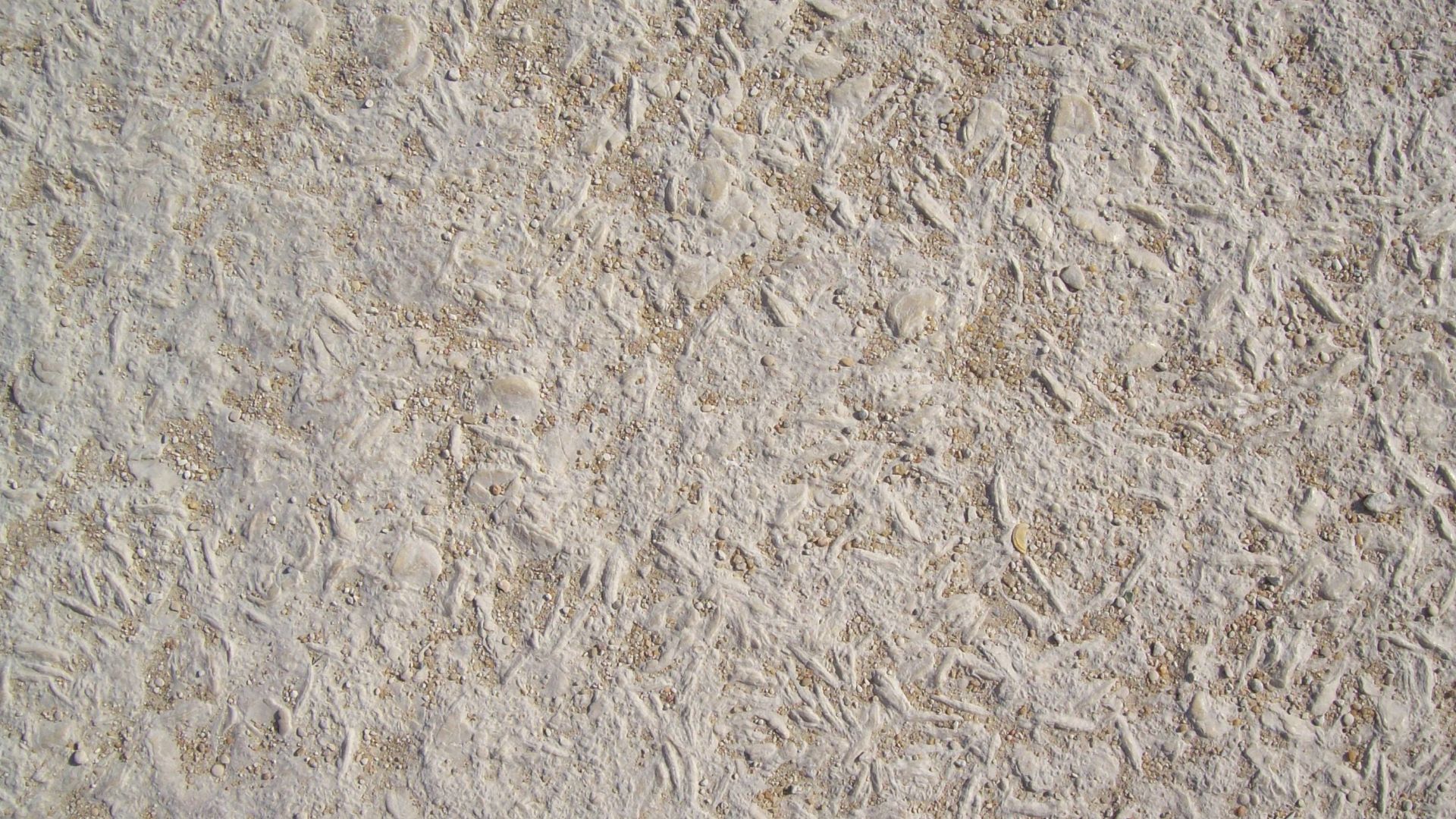 File:Nummulitic limestone forming the bedrock of the Great Pyramid.jpg