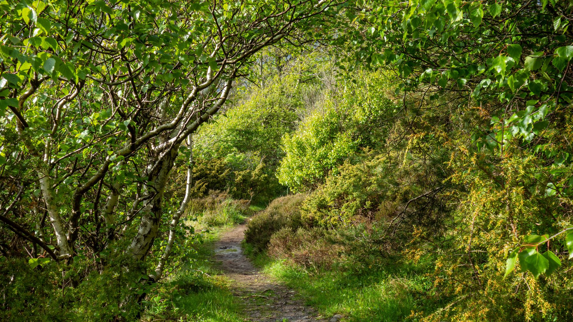 File:Dense vegetation on the shore of Brofjorden at Lahälla 2.jpg