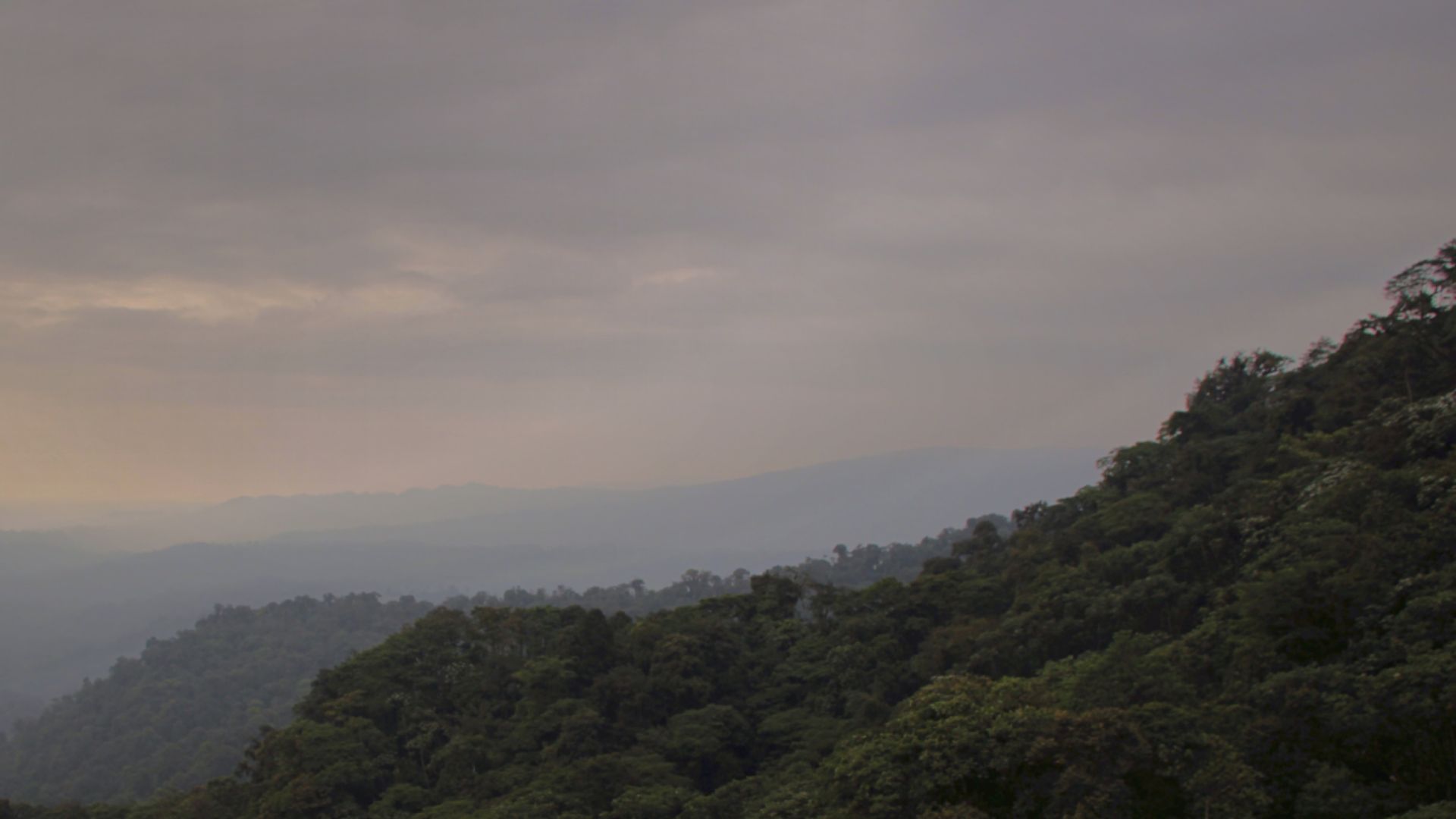 File:Andean cloudforest - Mindo.jpg