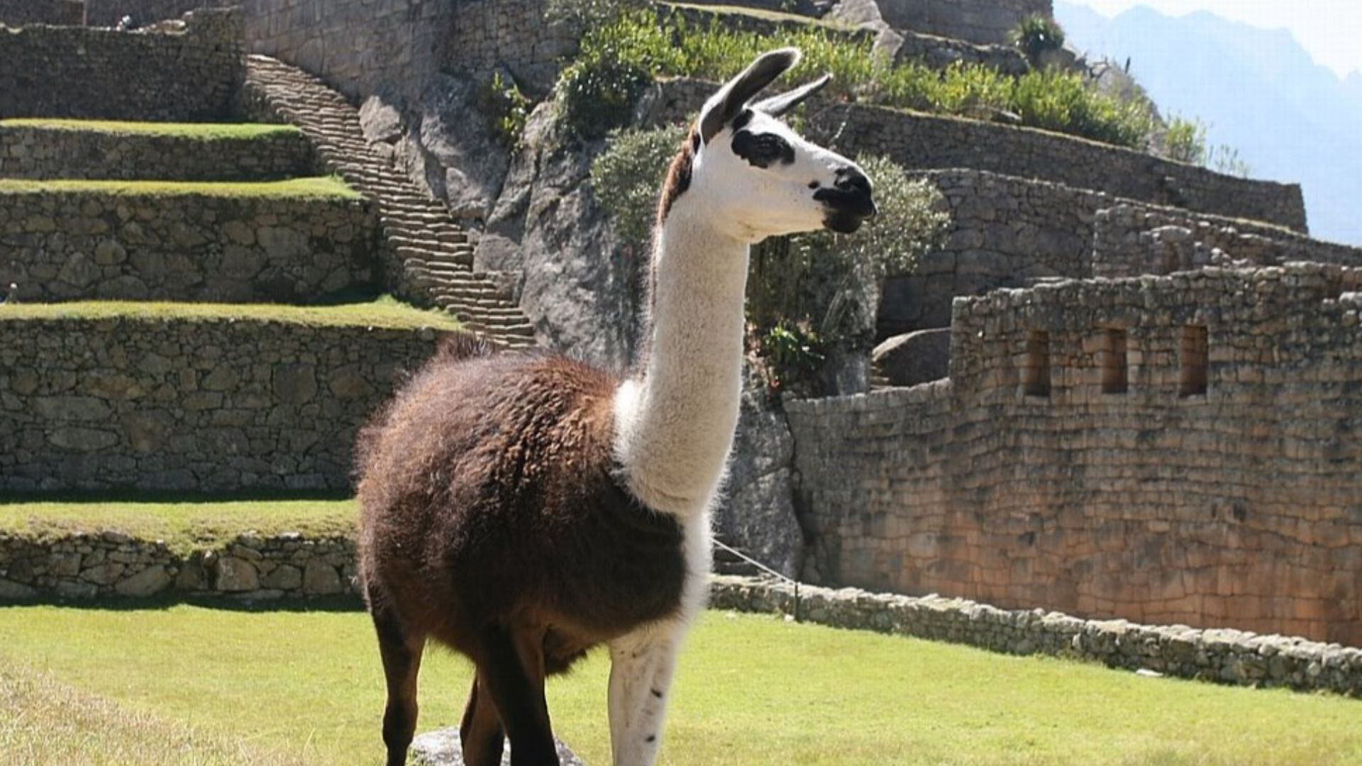 File:A wild llama at Machupicchu.jpg