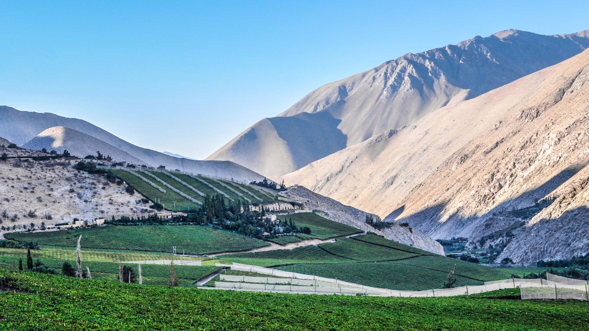 File:Pisco Elqui - Flickr - Casper Abrilot (1).jpg