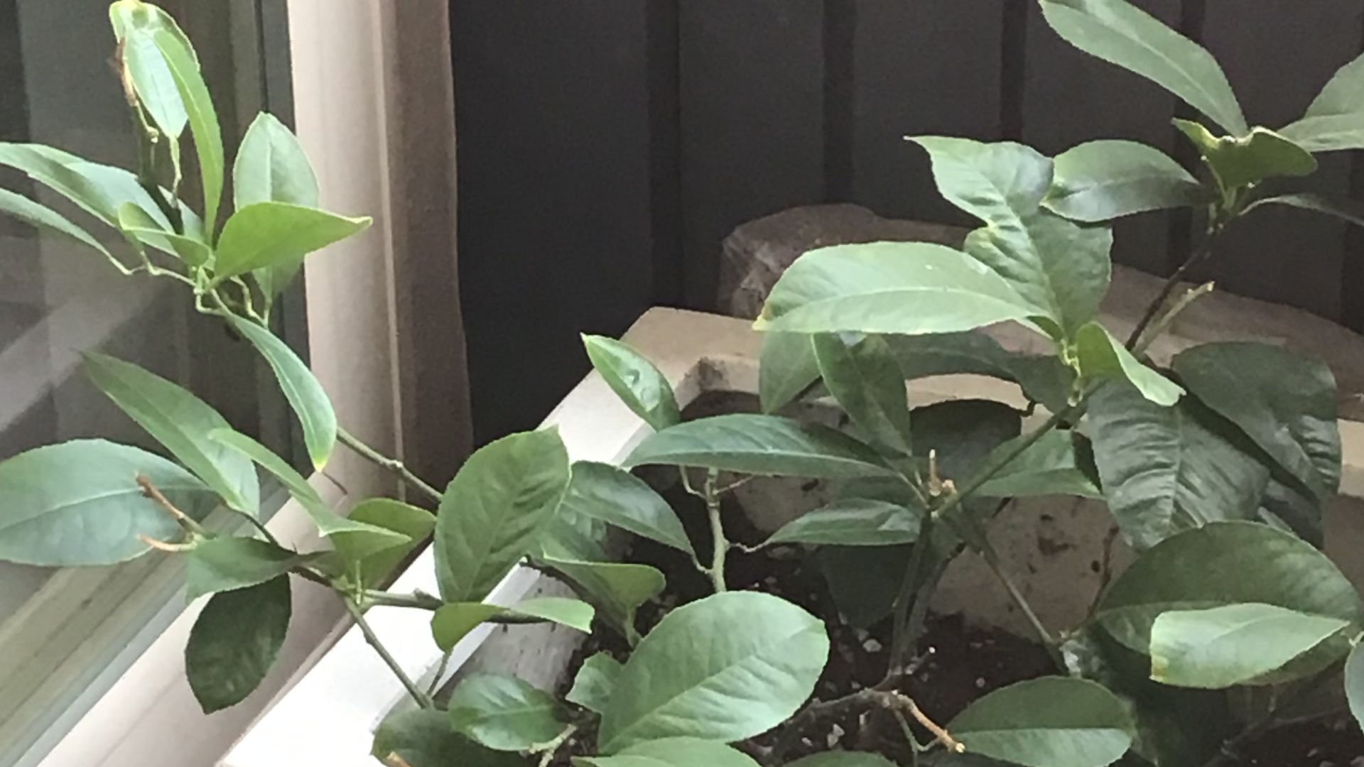 File:Lemon (Citrus limon aka Citrus × limon).jpg