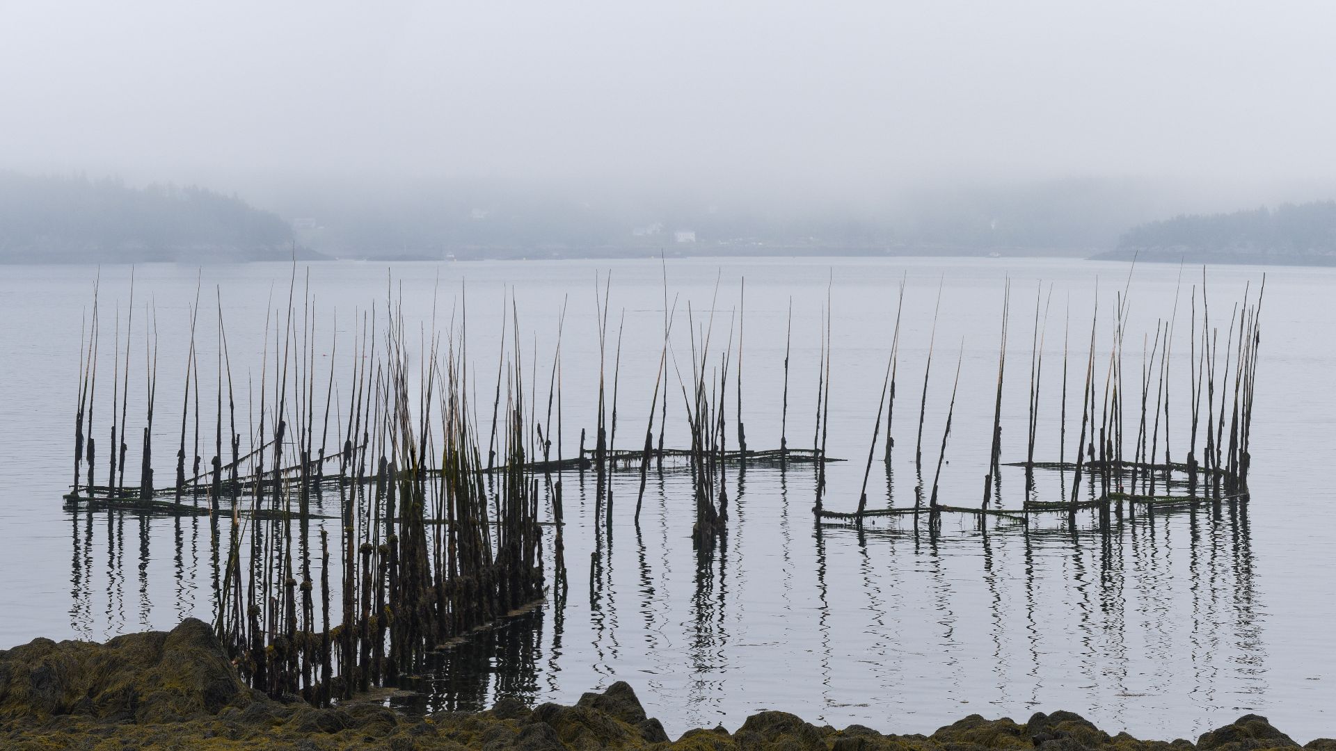 File:2021-07-21 01 Native American fish trap near Eastport ME USA.jpg