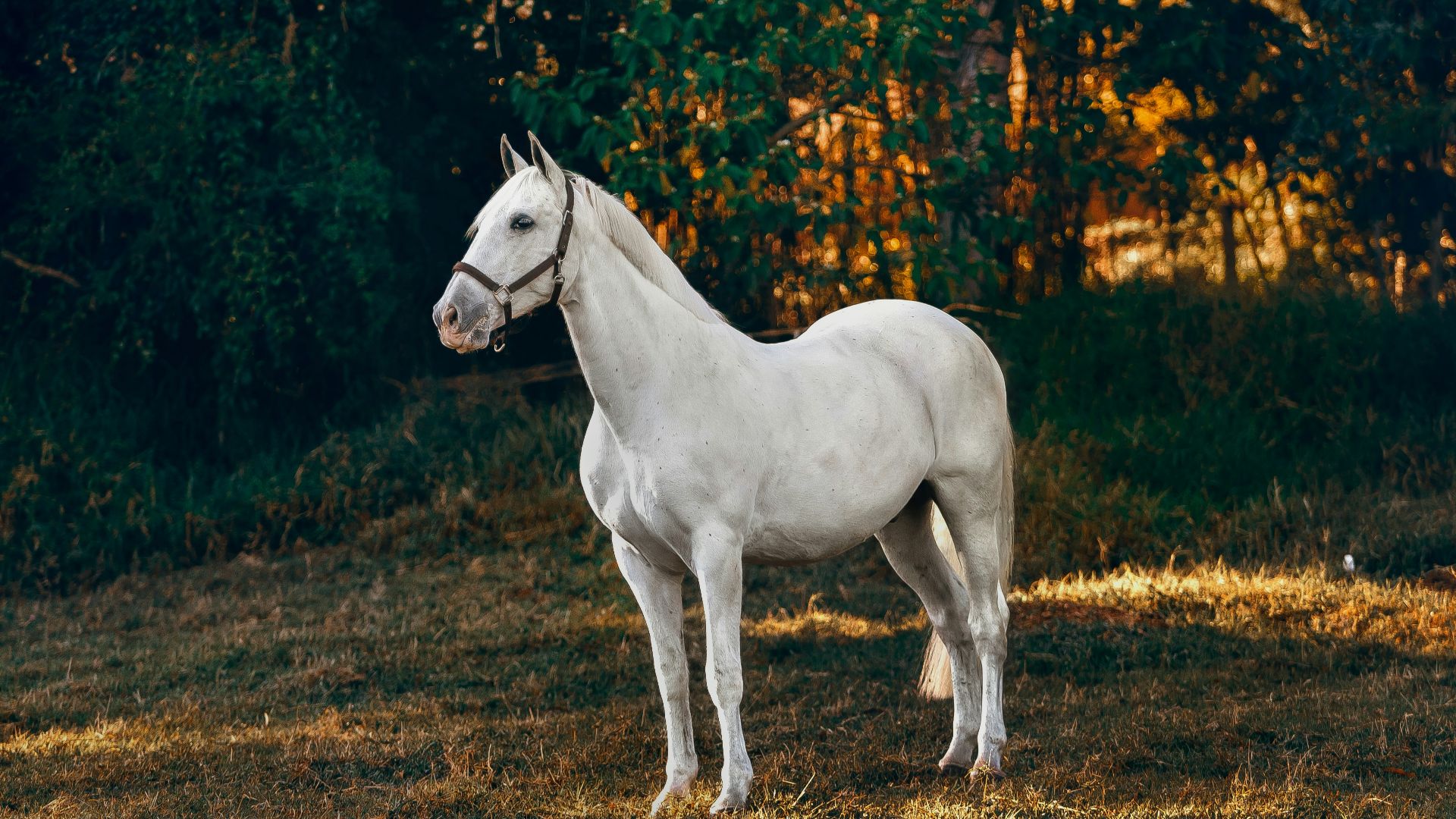 white horse on forest
