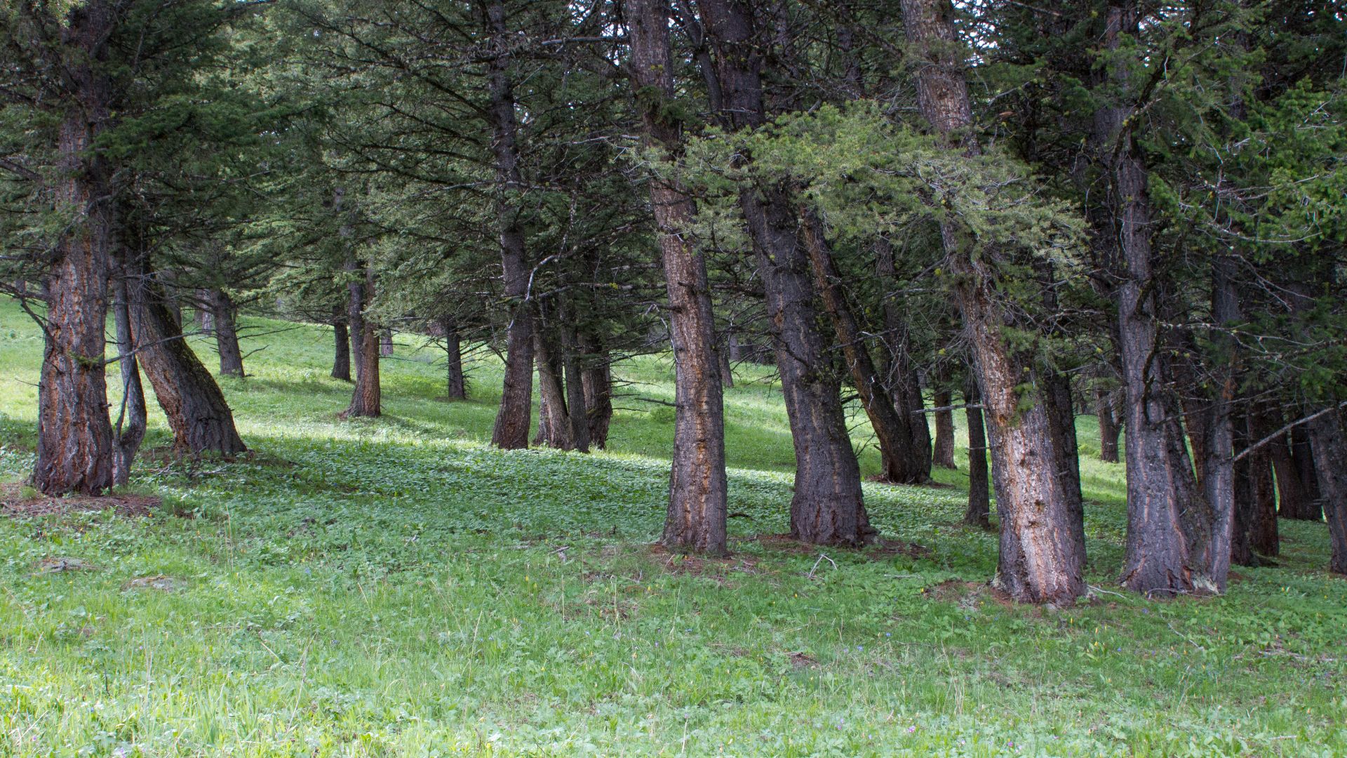 File:Douglas fir forest (d6a64cef-6c95-44ee-ba74-4249b1da2b7a).jpg