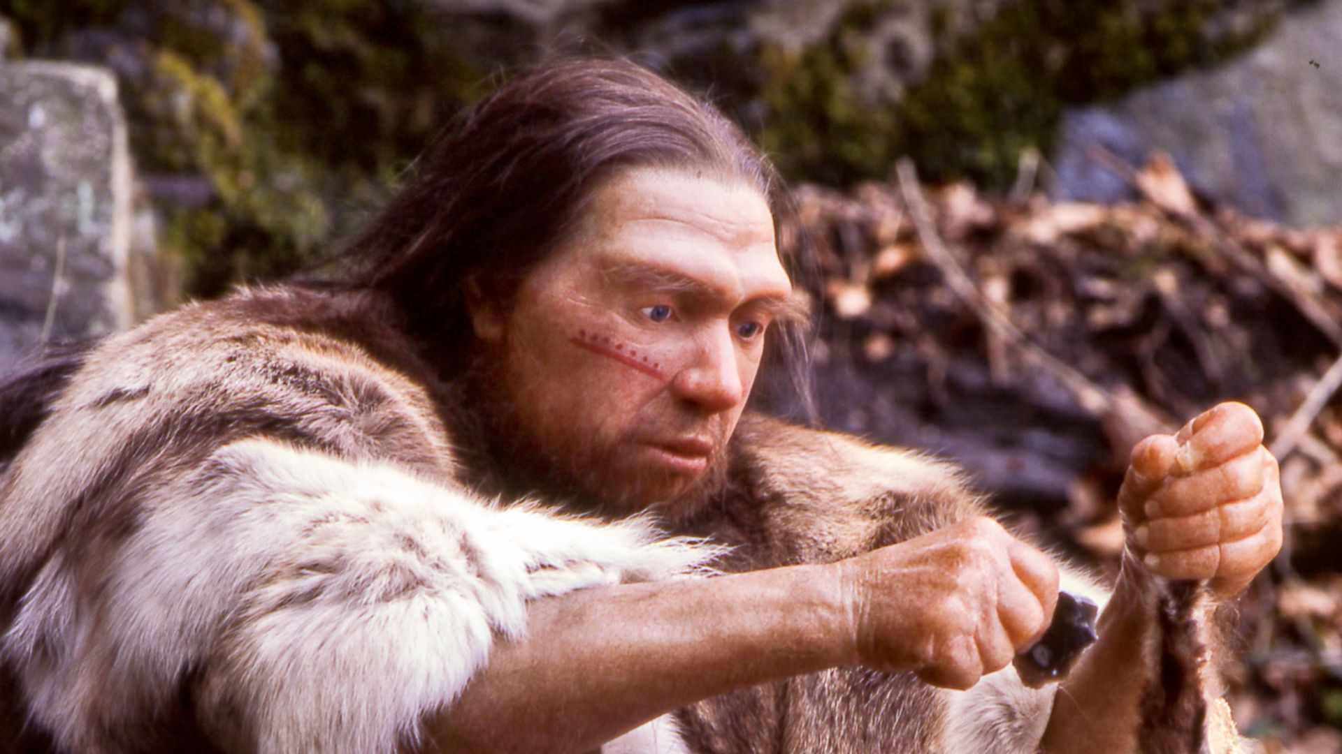 File:Homo sapiens neanderthalensis-Jäger.jpg