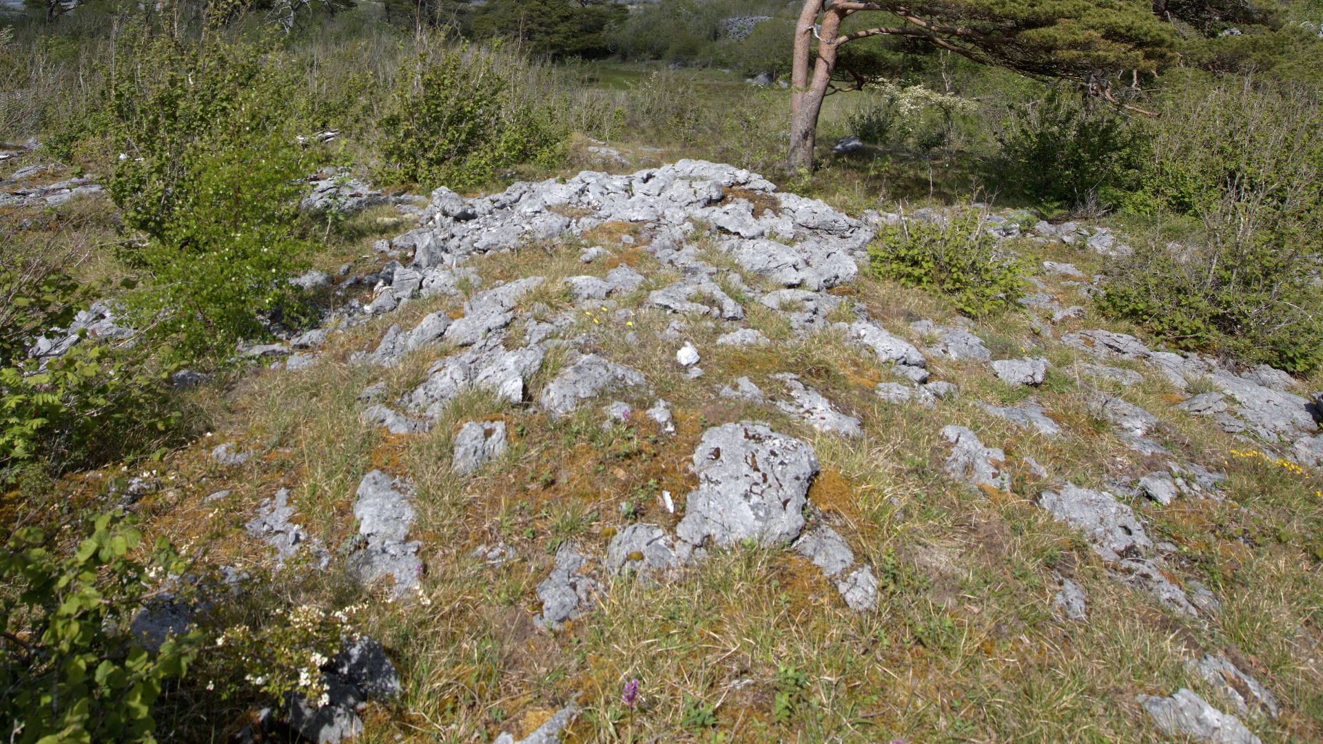 File:Native Scots Pine Rockforest Burren National Park.jpg