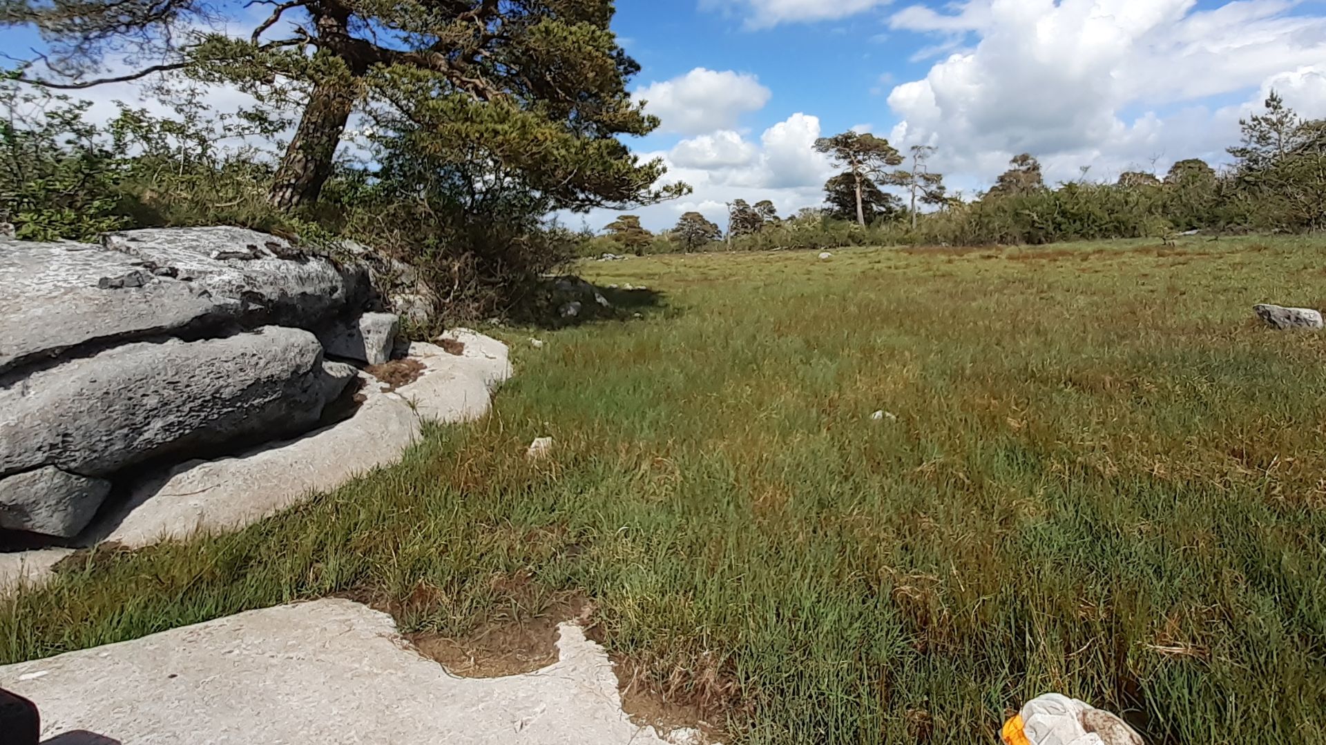 File:Rockforest Turlough and some of the native Scots Pine trees.jpg