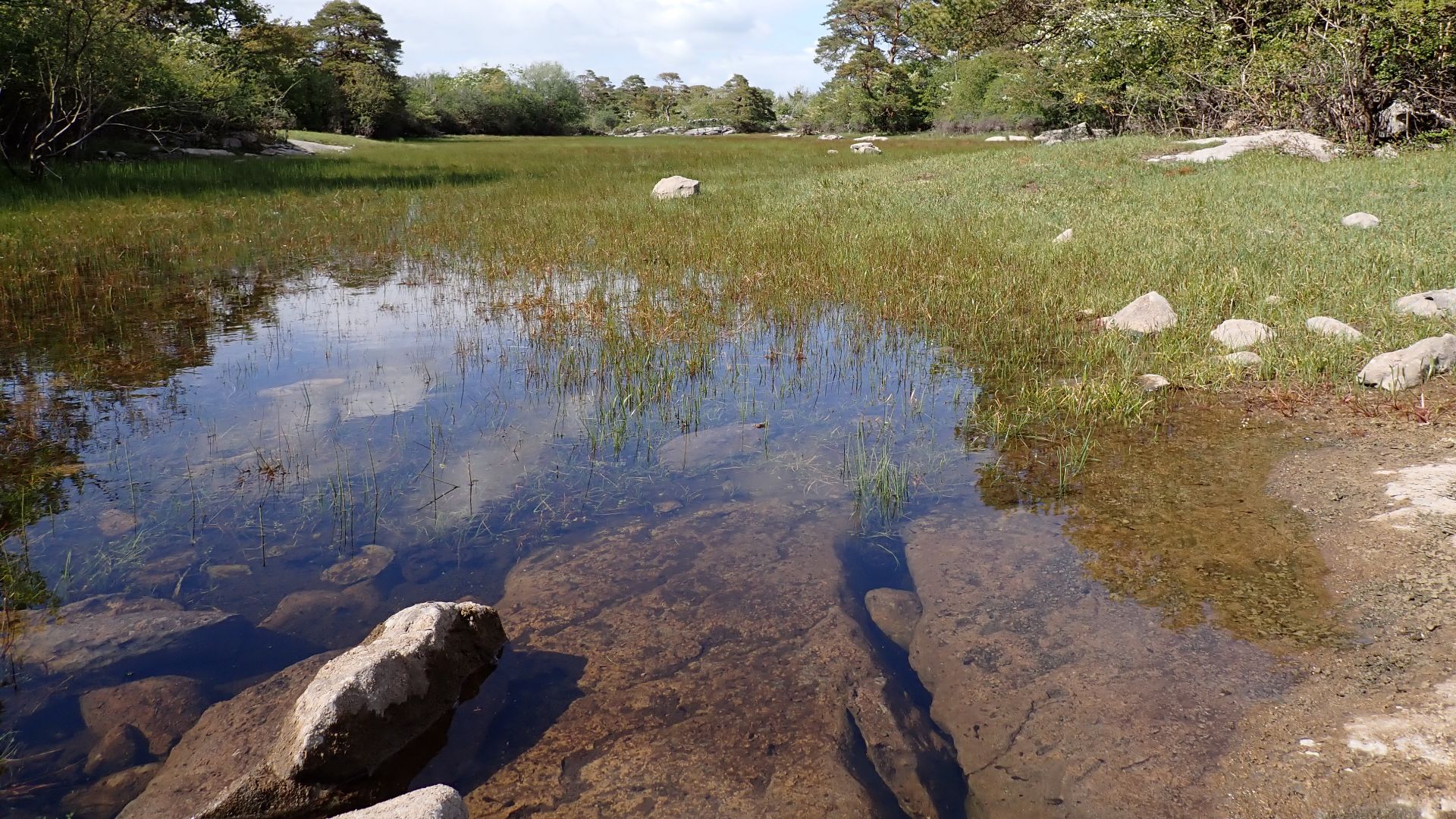 File:Rockforest Turlough view around the springs that fill the lake.jpg