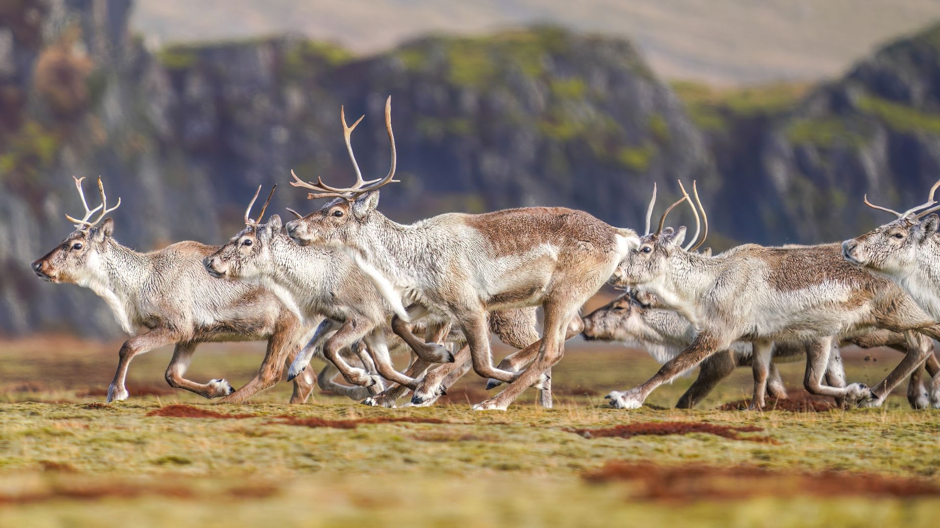 File:192 Herd of Reindeers running in Southern Iceland Photo by Giles Laurent.jpg