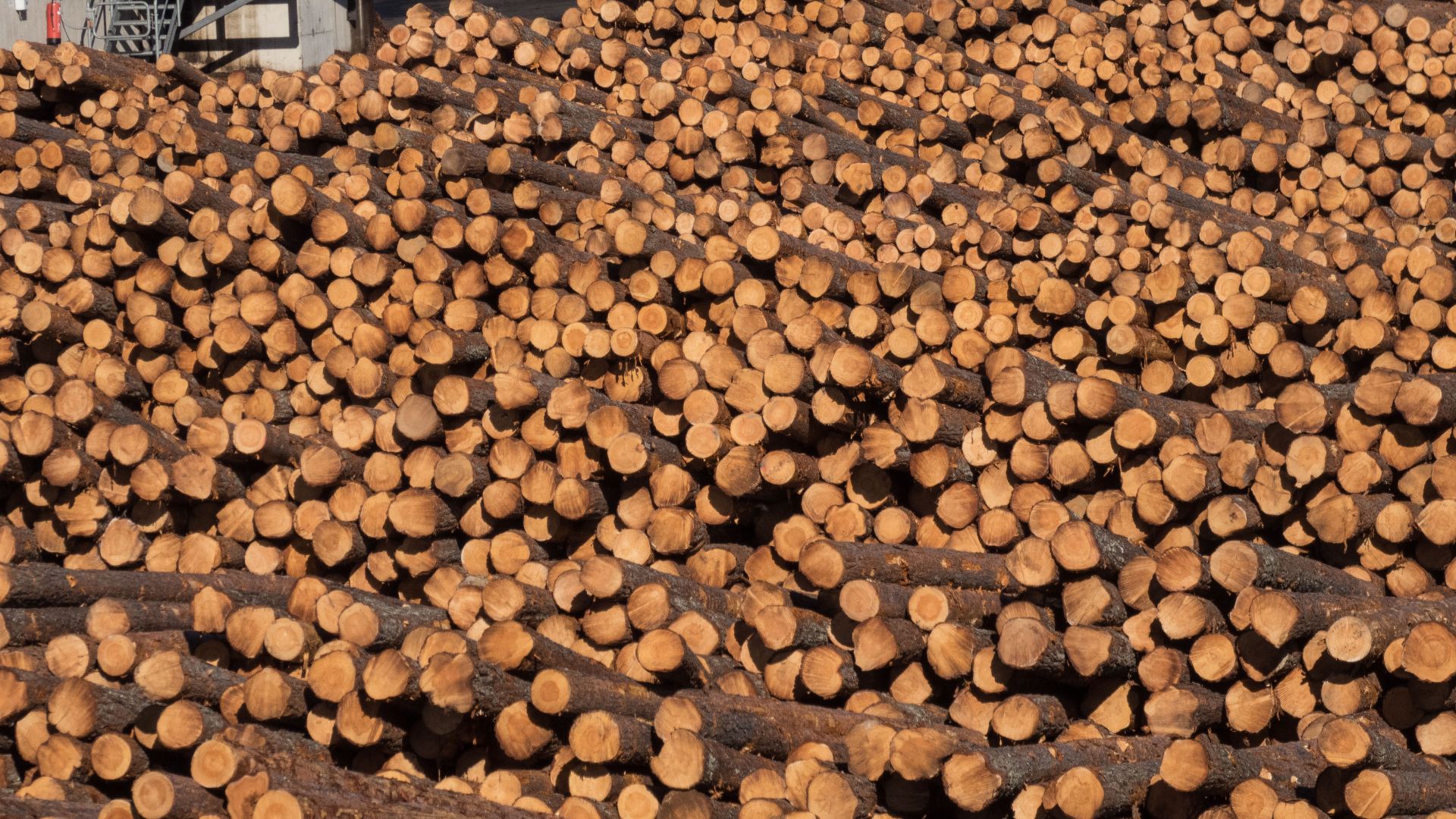 File:Pine logs at Keitele Group sawmill in Kemijärvi.jpg
