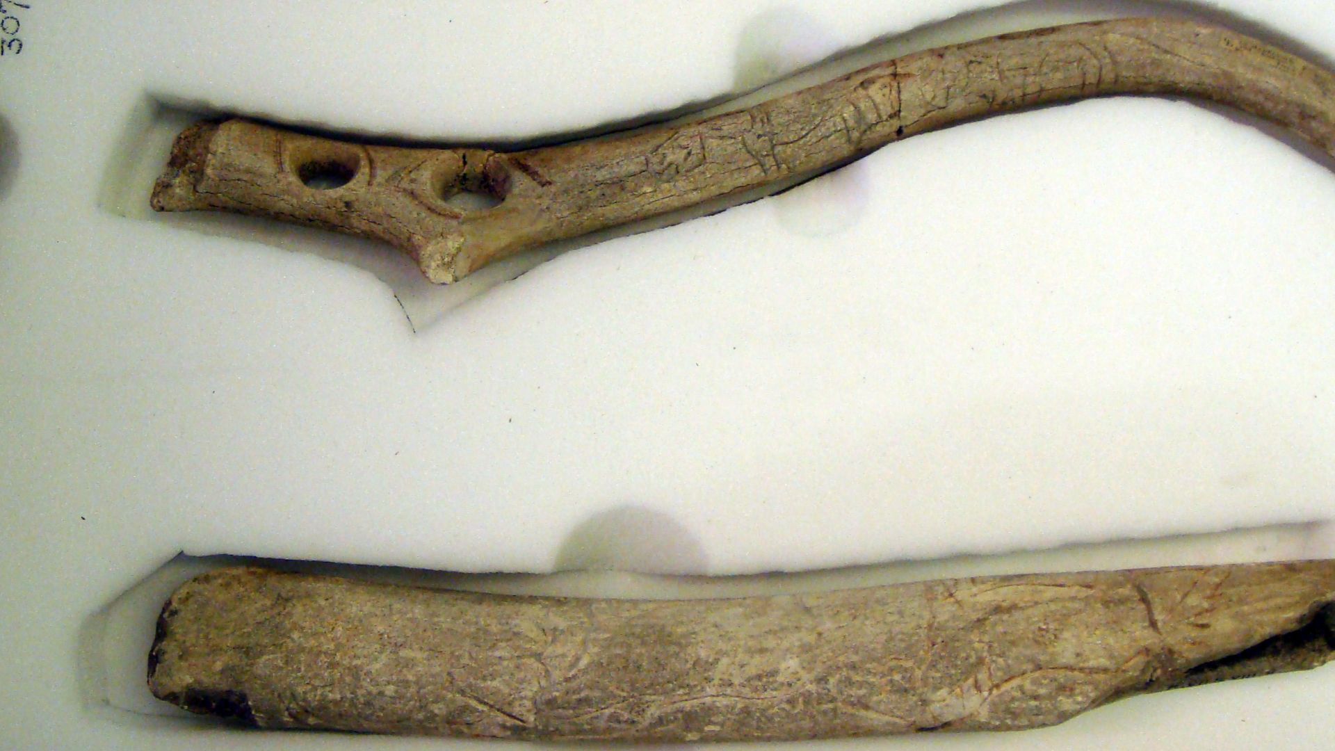 File:Upper paleolithic reindeer antlers with figurative artwork.jpg