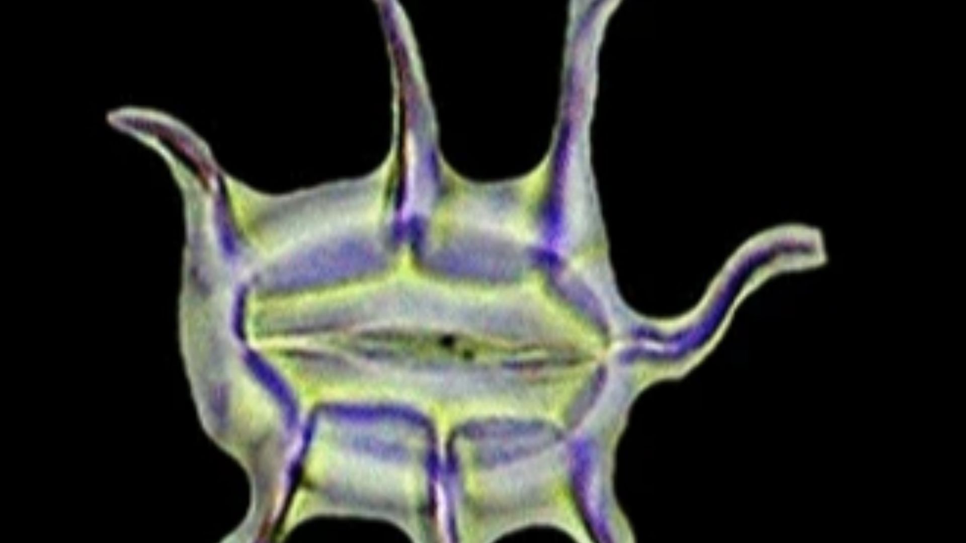 File:Phytolith 1.png