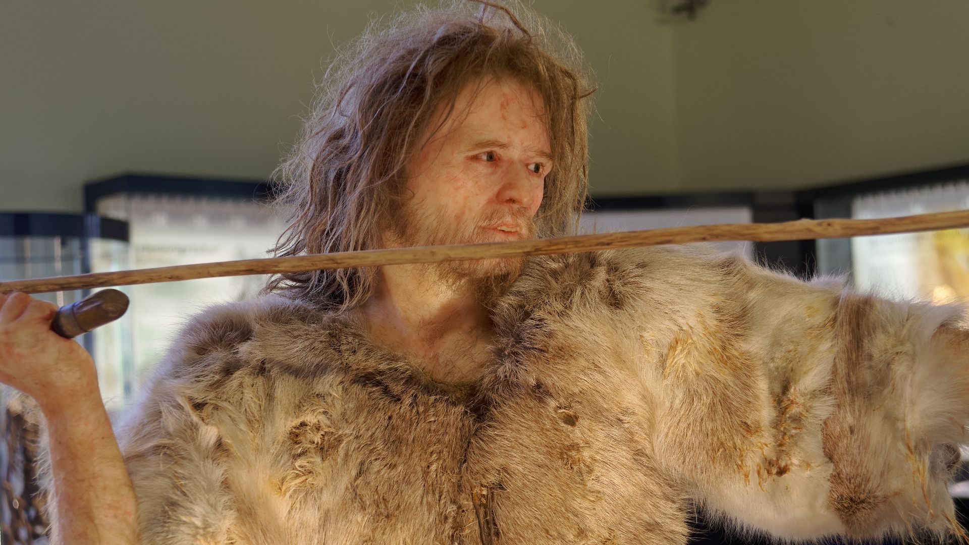 File:Homo Sapiens Cro-Magnon The Natural History Museum Vienna, 20210730 1223 1268.jpg