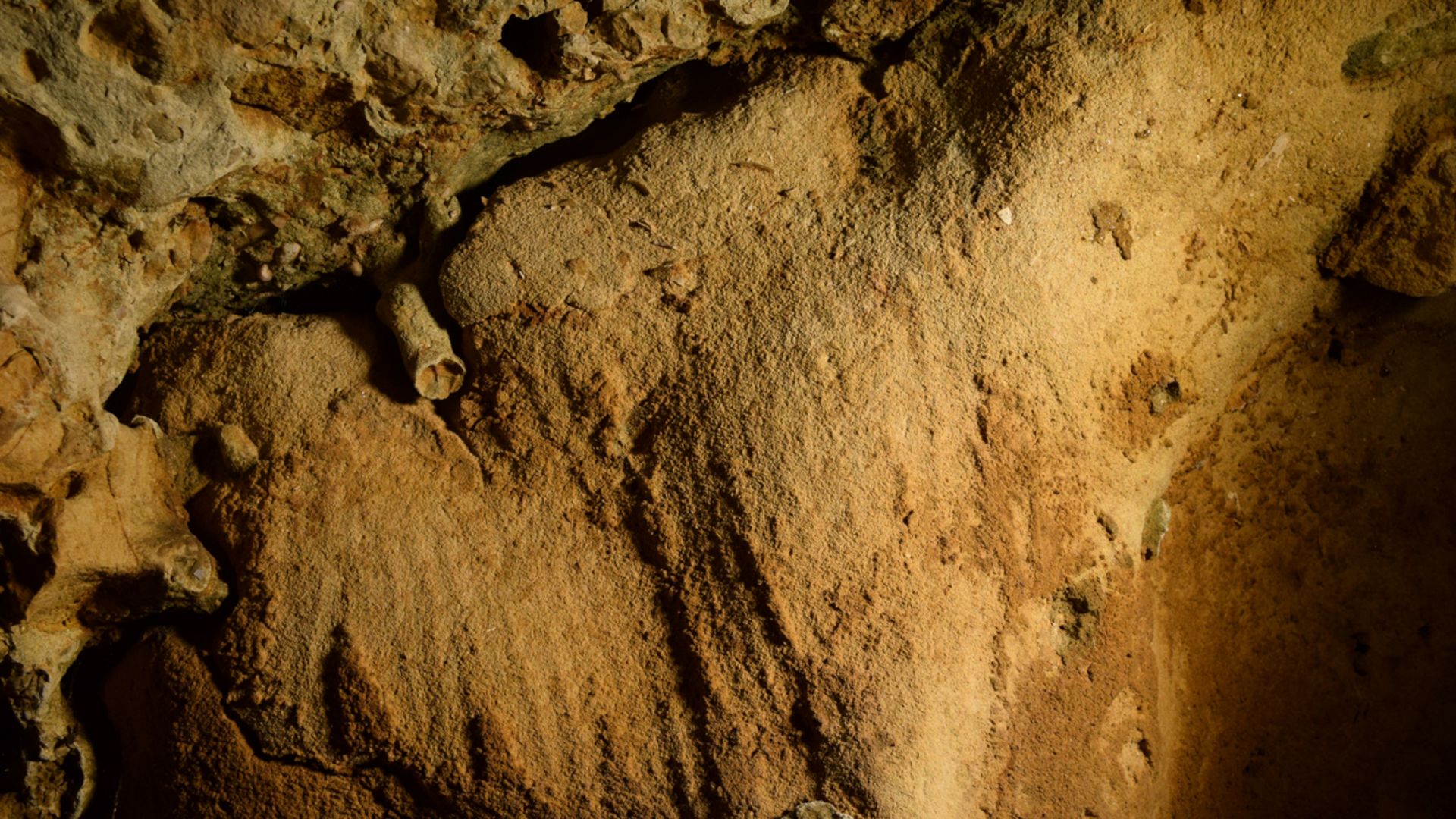 File:Neanderthal finger flutings (cropped).jpg