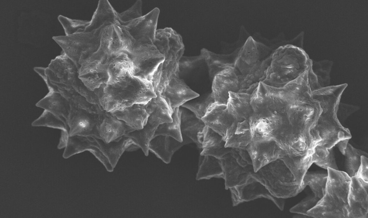 Reading the Ancient Environment