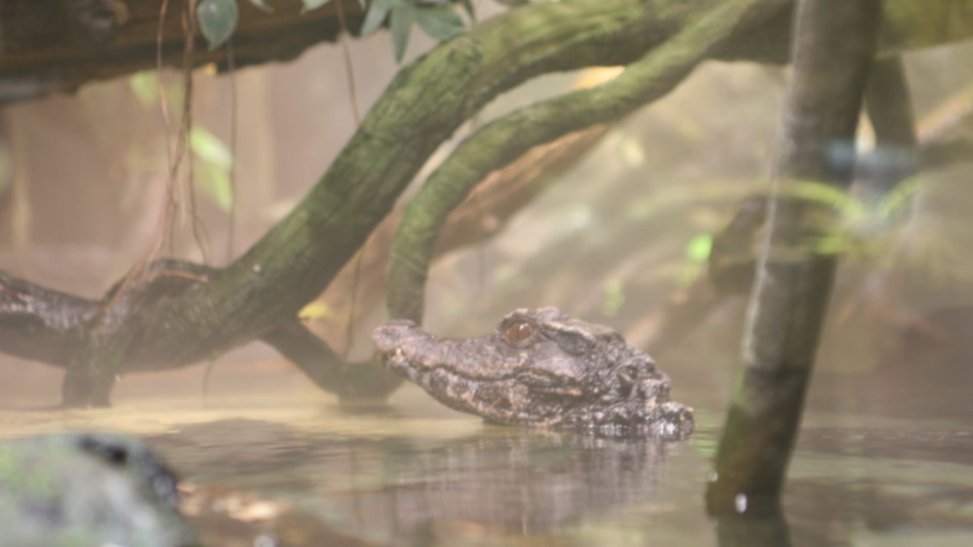 One of the four species of the crocodiles found in Africa, and the second largest species of crocodile. Nile crocodiles can be found throughout most of Africa south of the Sahara, and on the island of Madagascar. The Nile crocodile can, and sometimes will, easily snatch and devour a human. While it is no longer threatened with extinction as a species, the population in many countries is in danger of vanishing.