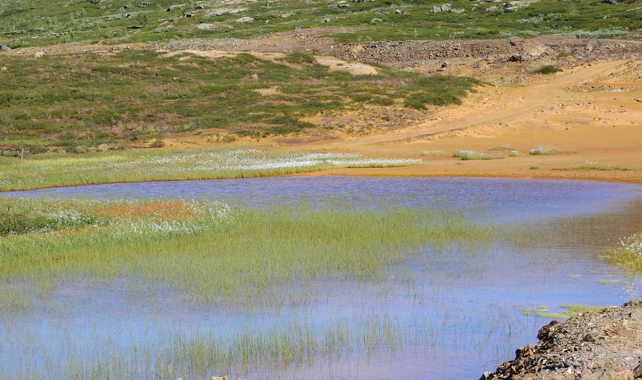 A dry or shallow pond with cracked muddy ground