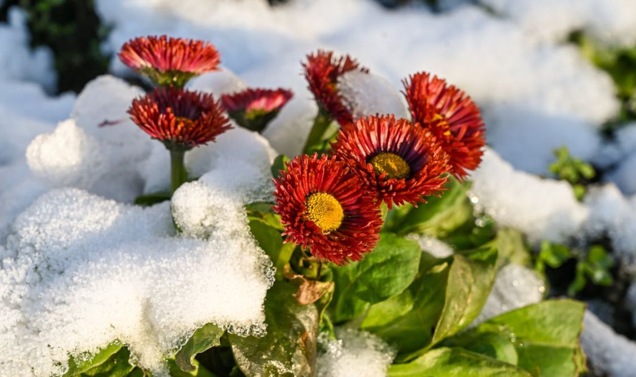 Red Daisies in Winter