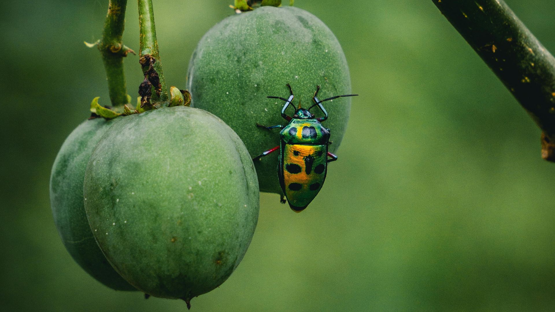 Vivid beetle on hanging green fruits in a garden setting. Perfect nature detail shot.