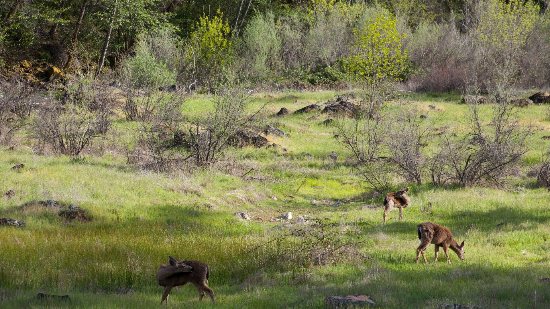 Near the fishing resort town of Lewiston, the Nationally recognized Wild and Scenic Trinity River emerges clear and cold from Clair Engle Lake and Lewiston Lake into a mountain valley. Soon the valley narrows and the Trinity looks like other famous fly fishing streams from a catalog. Below Douglas City the river changes to a broad canyon surrounded by mountains. Boating difficulty remains consistent with class I and II rapids, gravel bars, brush hazards and fallen trees. Trinity County has an abundance of camping places Steel Bridge, Douglas City and Junction City campgrounds are on the river. Downstream of Steiner Flat, you can choose your own unimproved site. The Trinity River (from Lewiston Lake to Pigeon Point) has many access points and other facilities.
Learn more about the area:  www.blm.gov/ca/st/en/prog/blm_special_areas/wildrivers.html

Photo: Bob Wick, BLM California