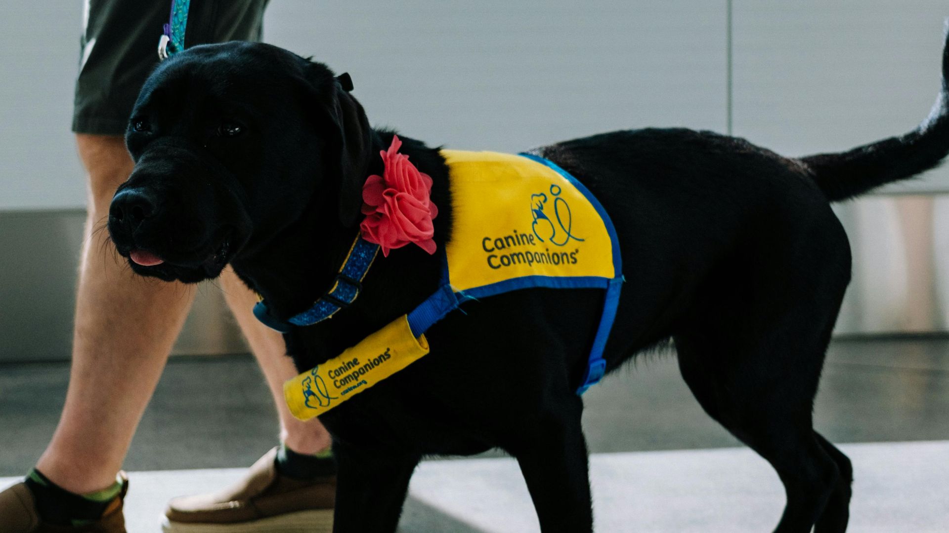 A service dog wearing a vest walks alongside a handler in an airport terminal.