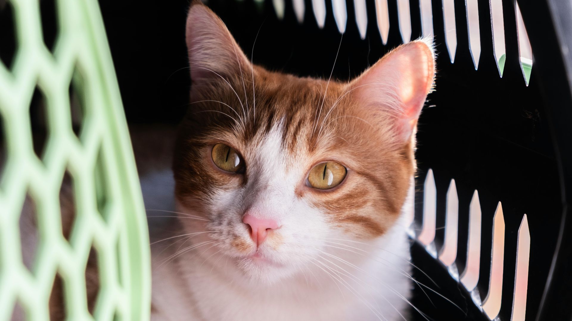 Close-up of a cute orange and white cat resting in a pet carrier, looking alert.