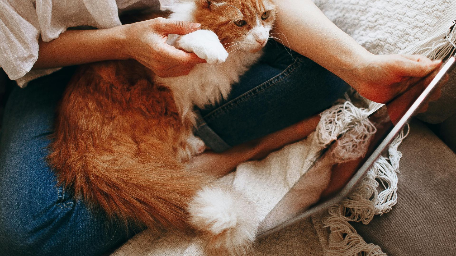 Young woman enjoying a relaxing moment with her cat on a comfortable sofa, browsing a tablet.