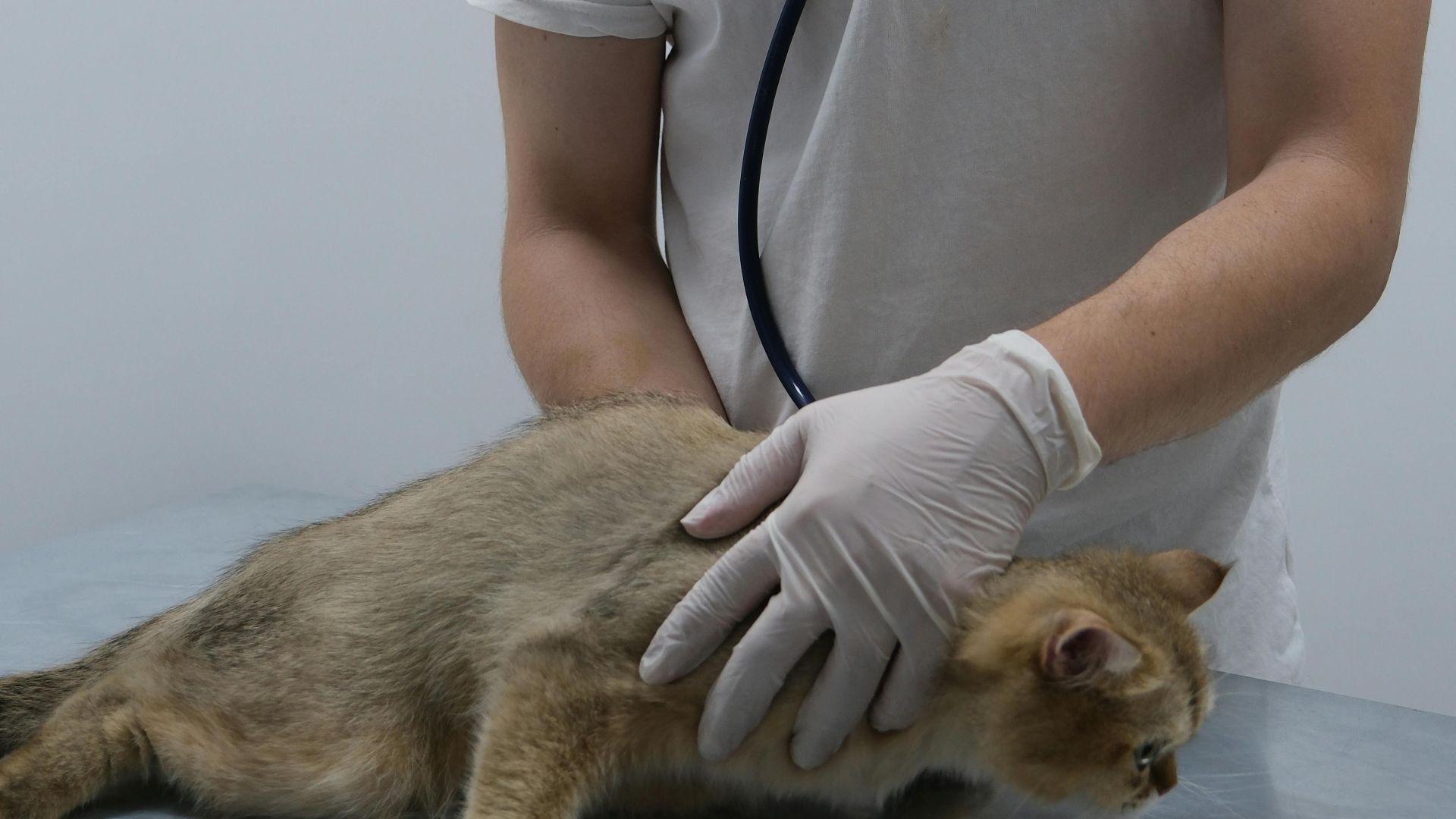 Veterinarian using stethoscope to examine cat in a clinic setting.