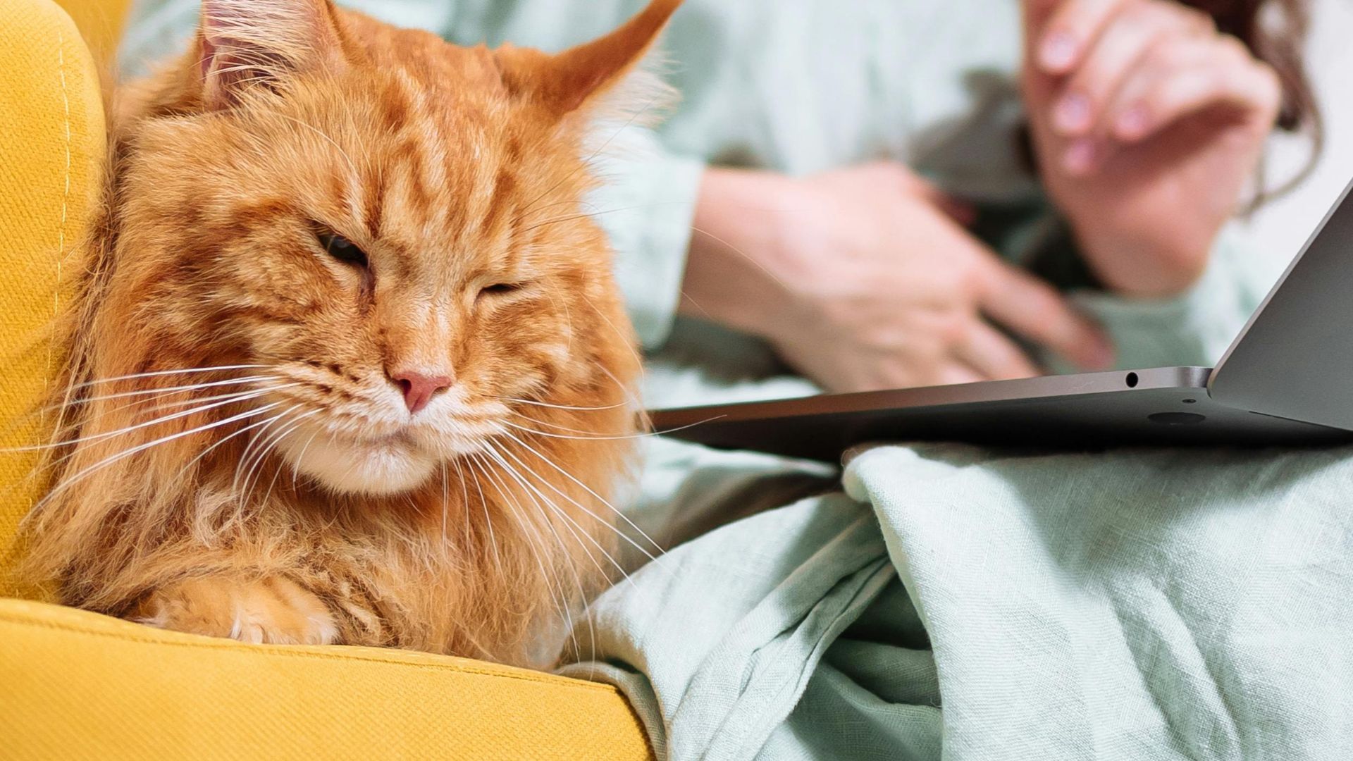 A woman using a laptop with a relaxed cat beside her on a couch in a cozy home setting.