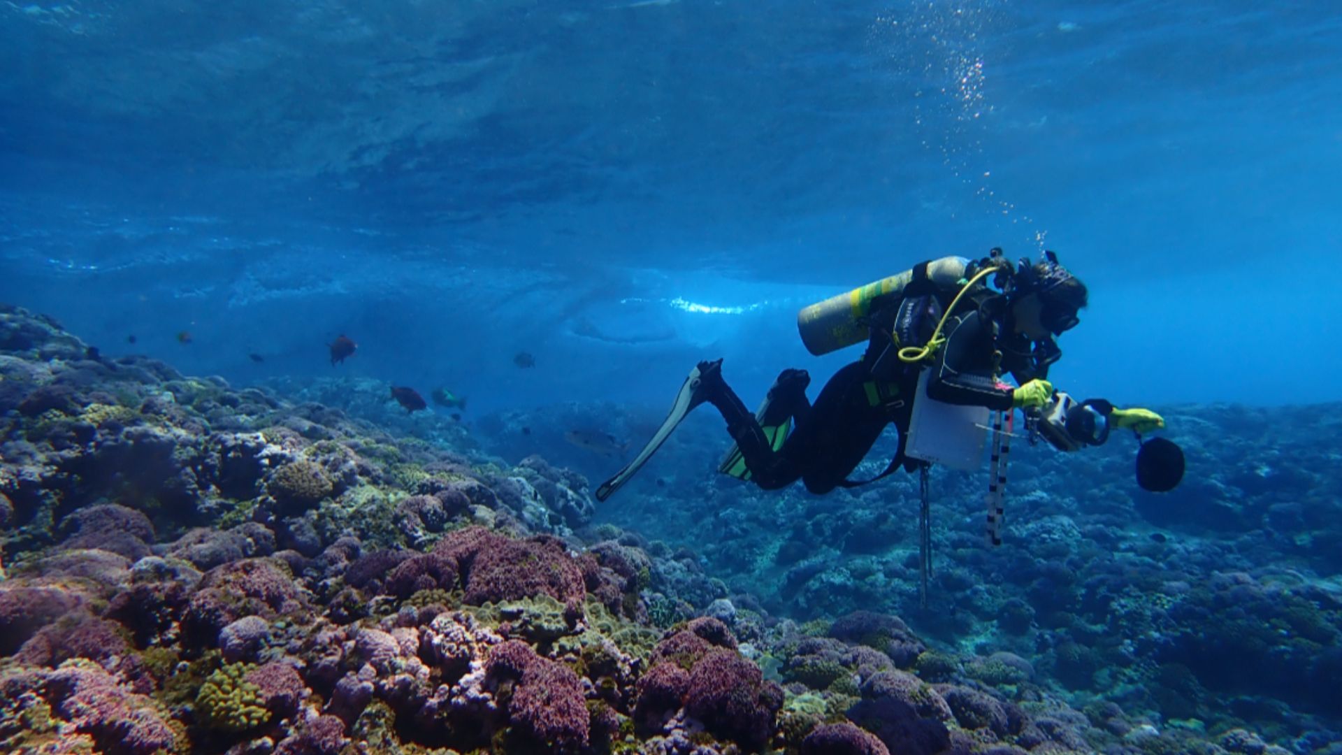 A diver from the National Oceanic and Atmospheric Administration survey ship NOAAS Rainier (S 221) takes photographs for a Structure-from-Motion (SfM) survey of a coral reef off the southwest coast of Swains Island.