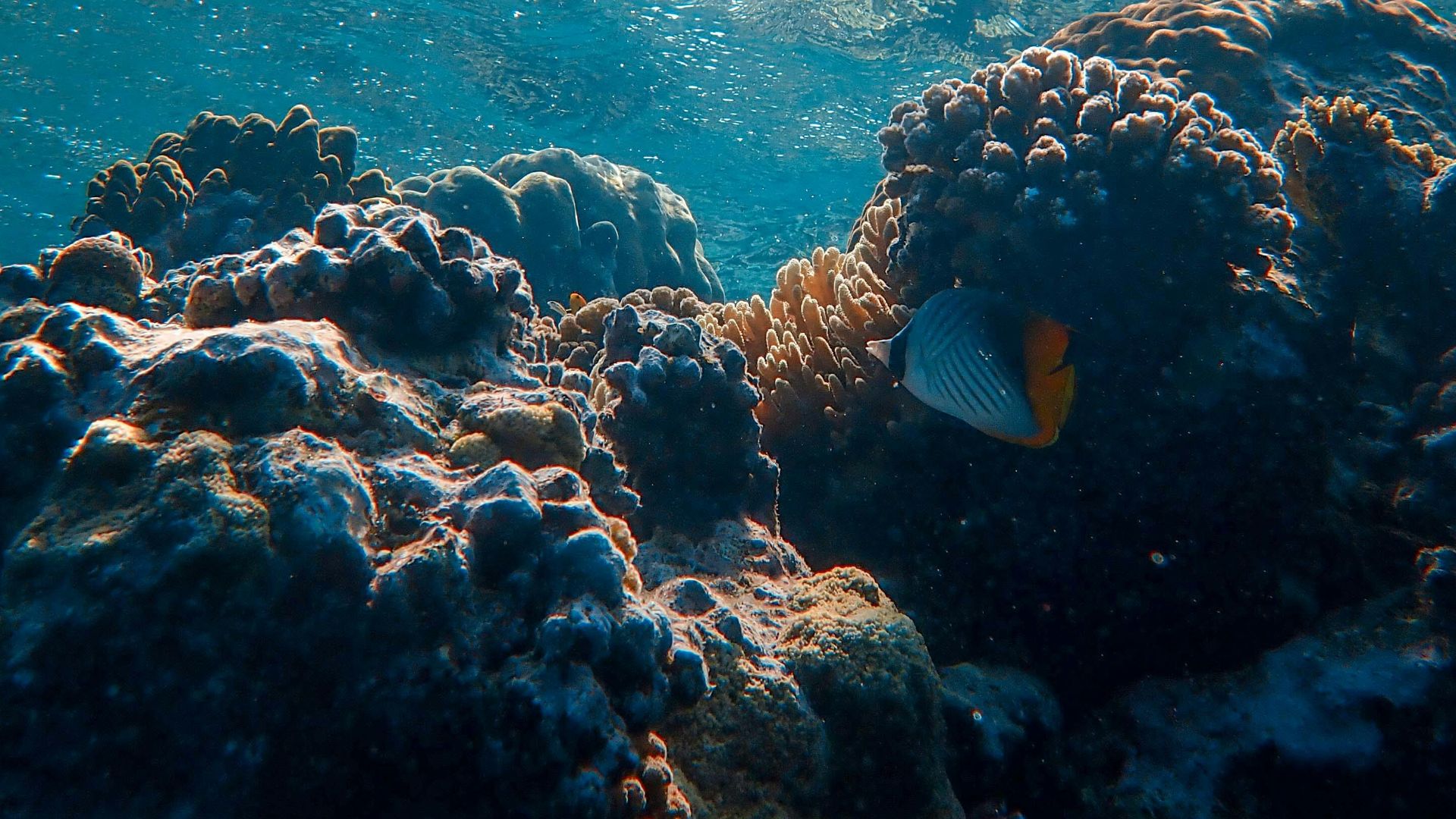 Explore a vibrant coral reef with diverse marine life under clear ocean waters.