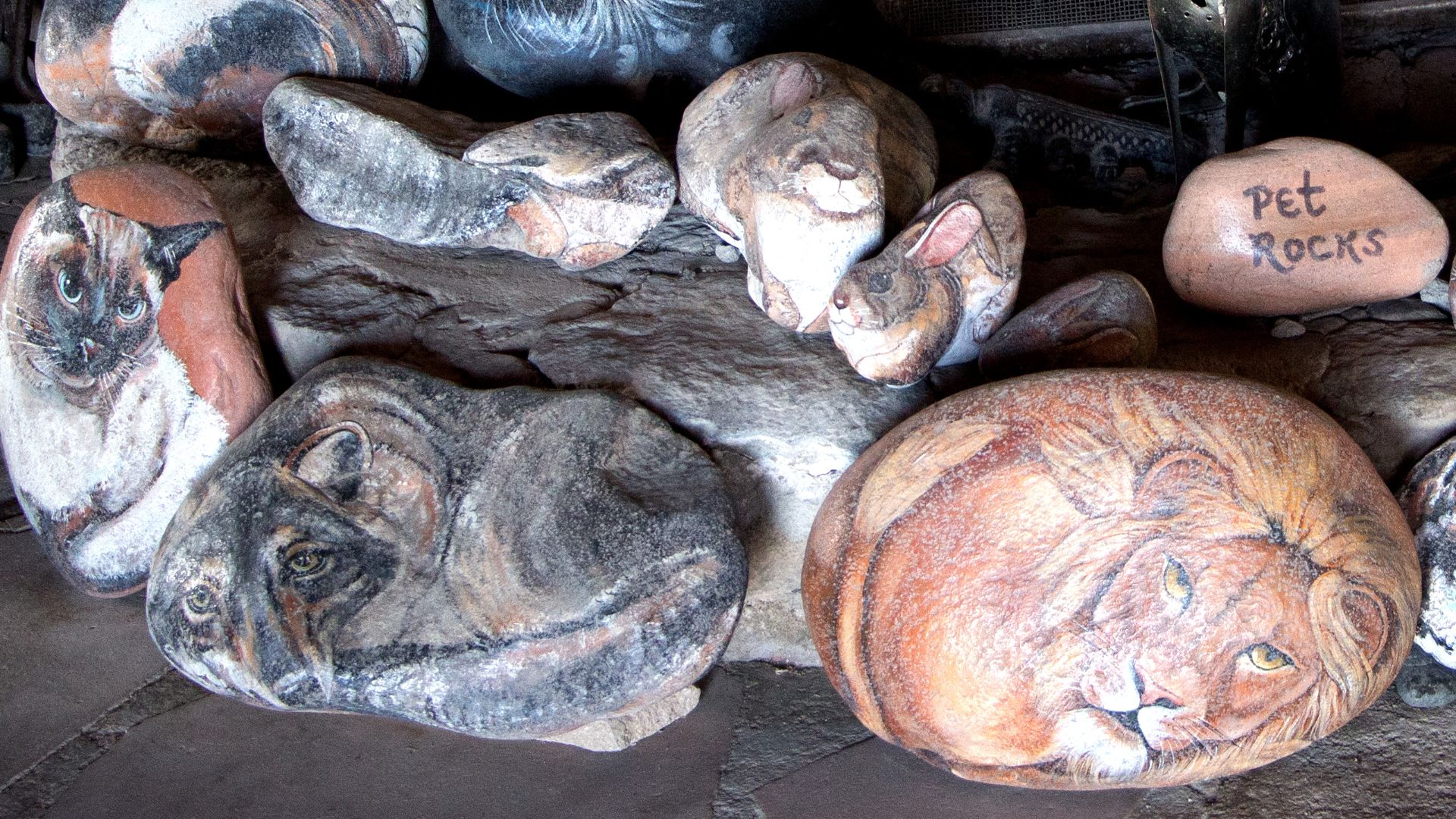 File:Pet Rocks (14425752081).jpg