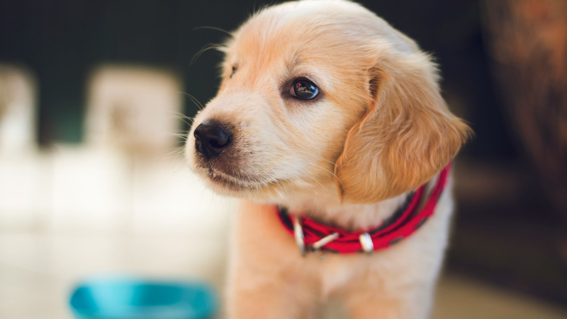 selective focus photography of short-coated brown puppy facing right side