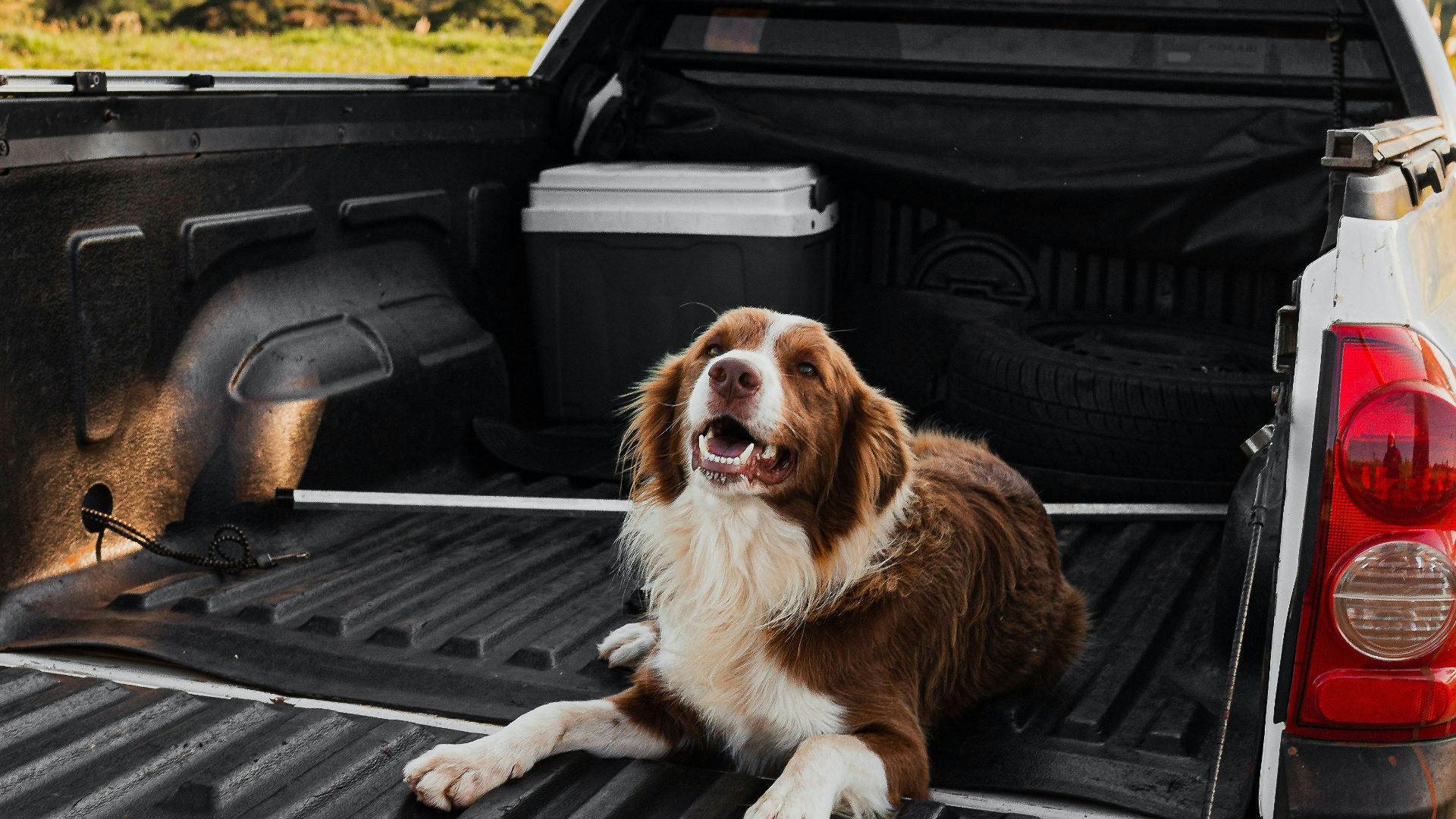 A happy dog lounging in a truck bed amidst tranquil hillside scenery, under a clear sky.