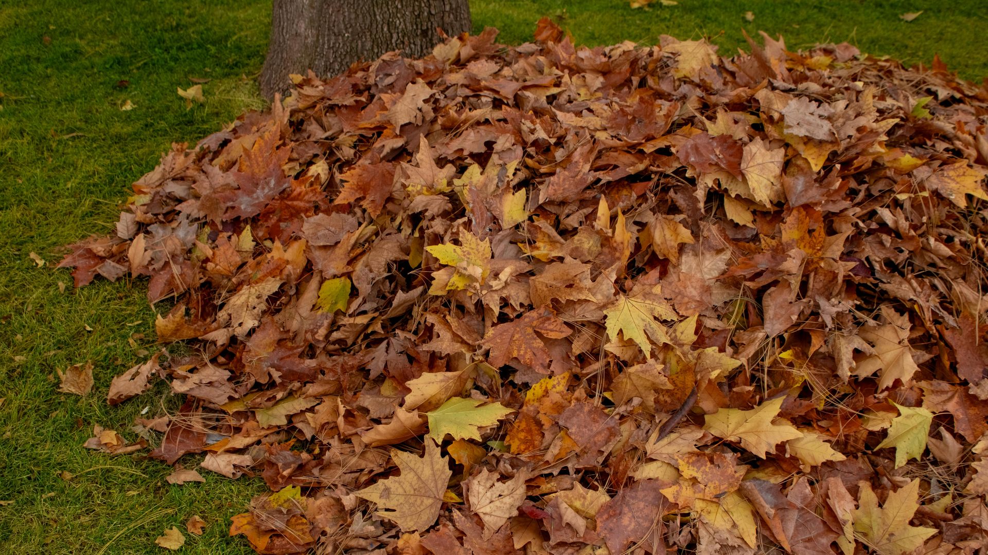 A pile of colorful autumn leaves resting on green grass under a tree.