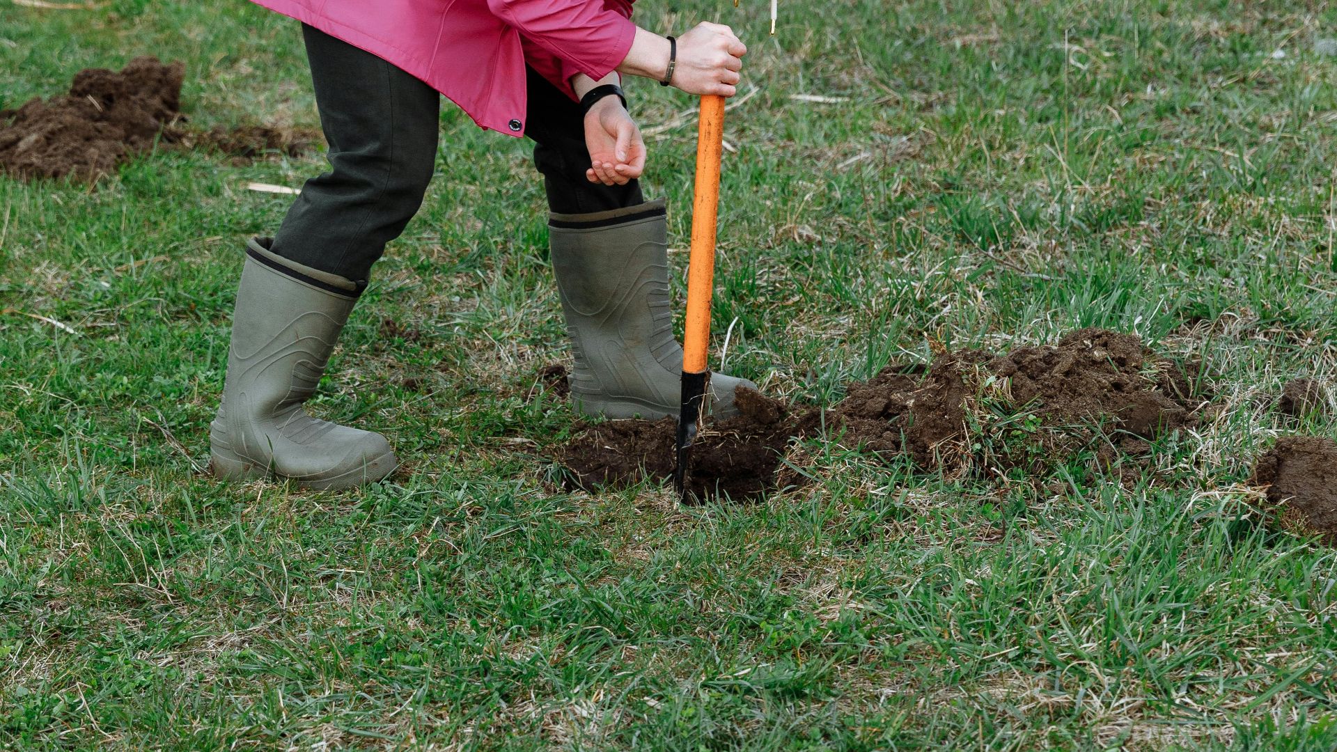 Individual in pink coat digging soil in grass field, spring farming activity.