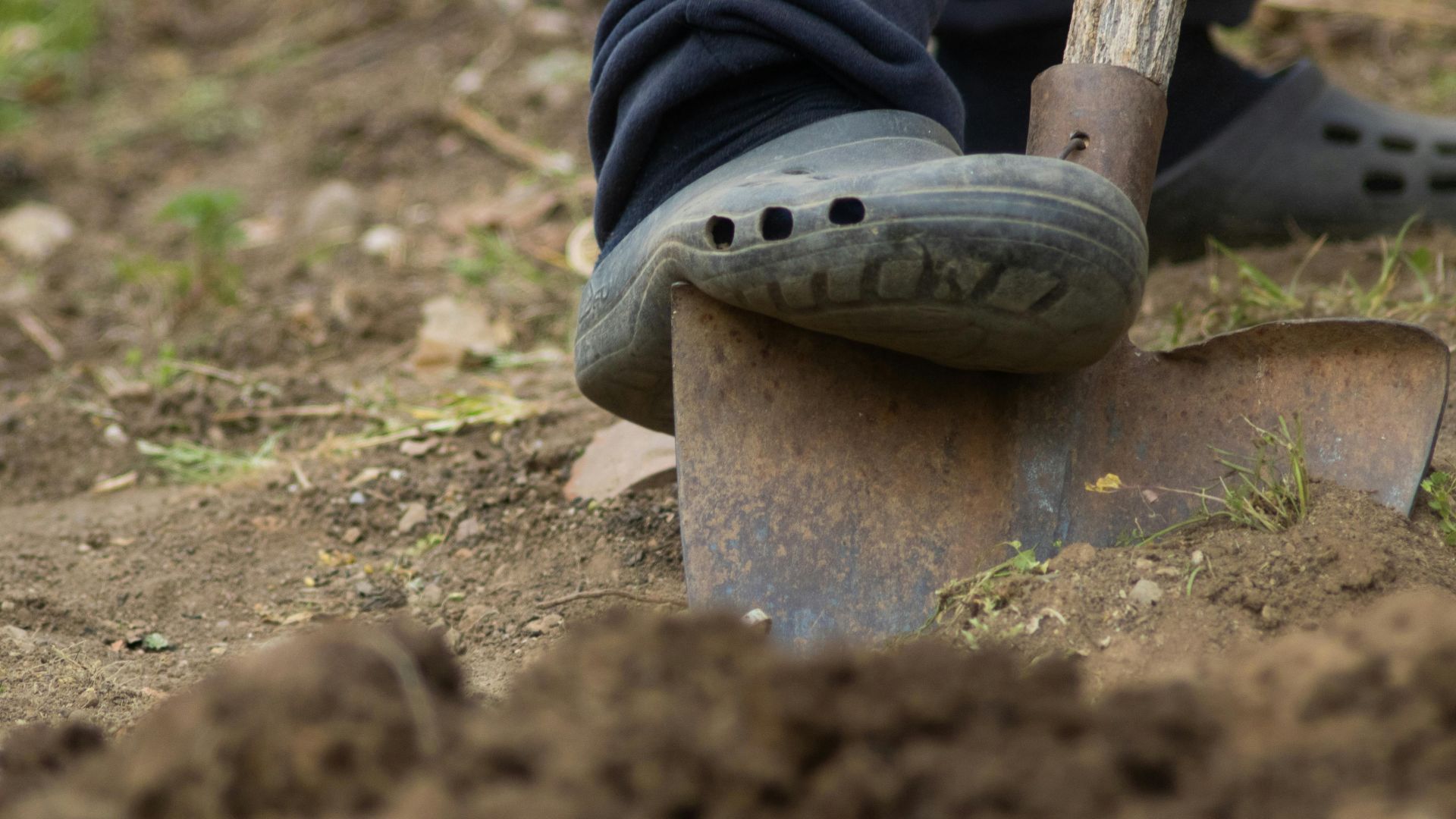 A person's foot on a shovel digging into garden soil, illustrating gardening work.