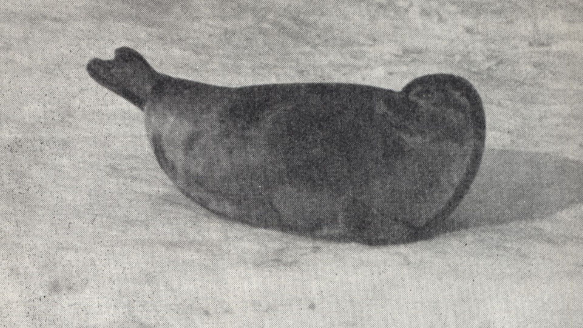 An old photograph of a Saimaa ringed seal (Pusa hispida saimensis)